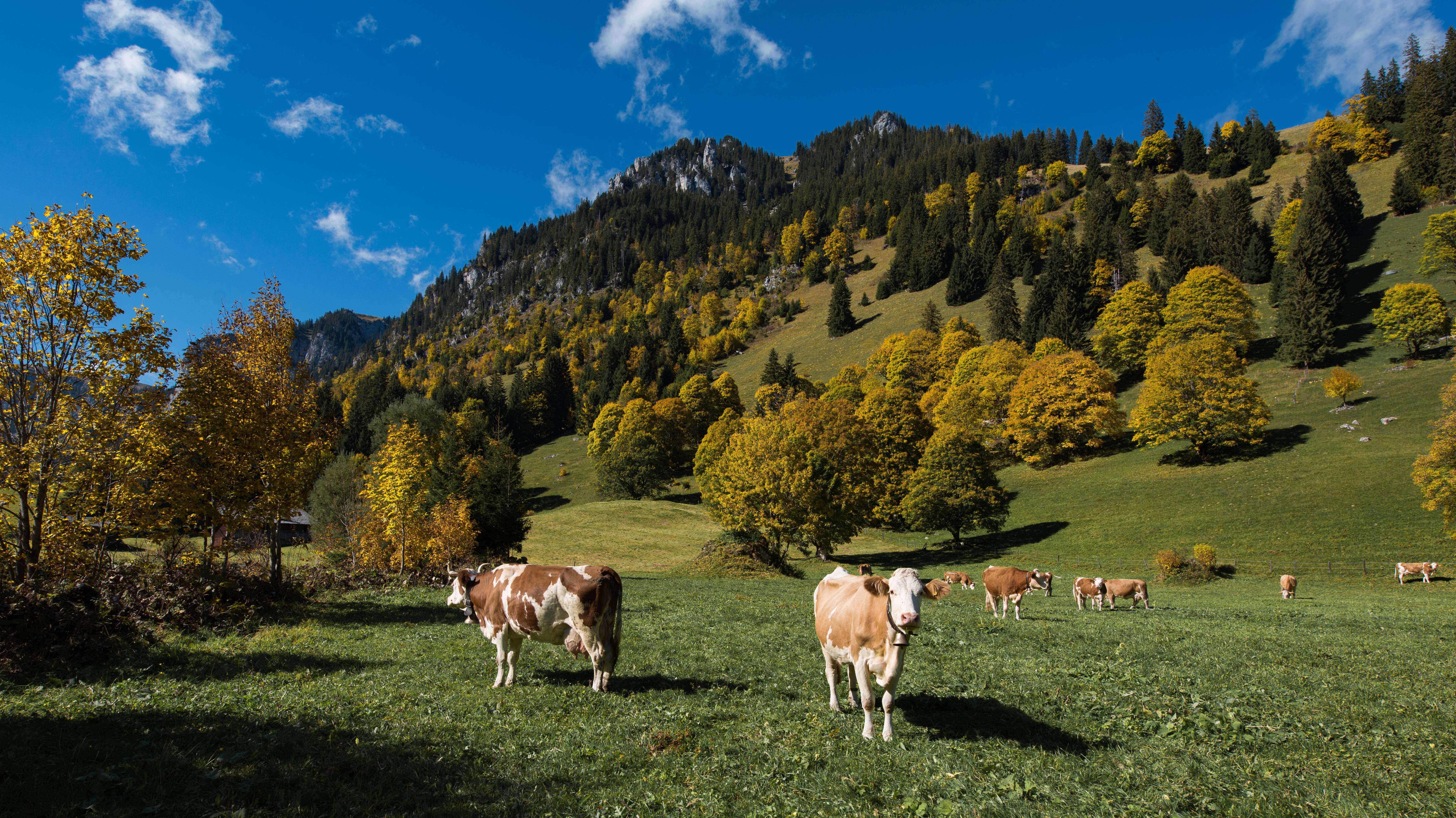 Foto Bergahornlandschaft mit weidenden Kühen