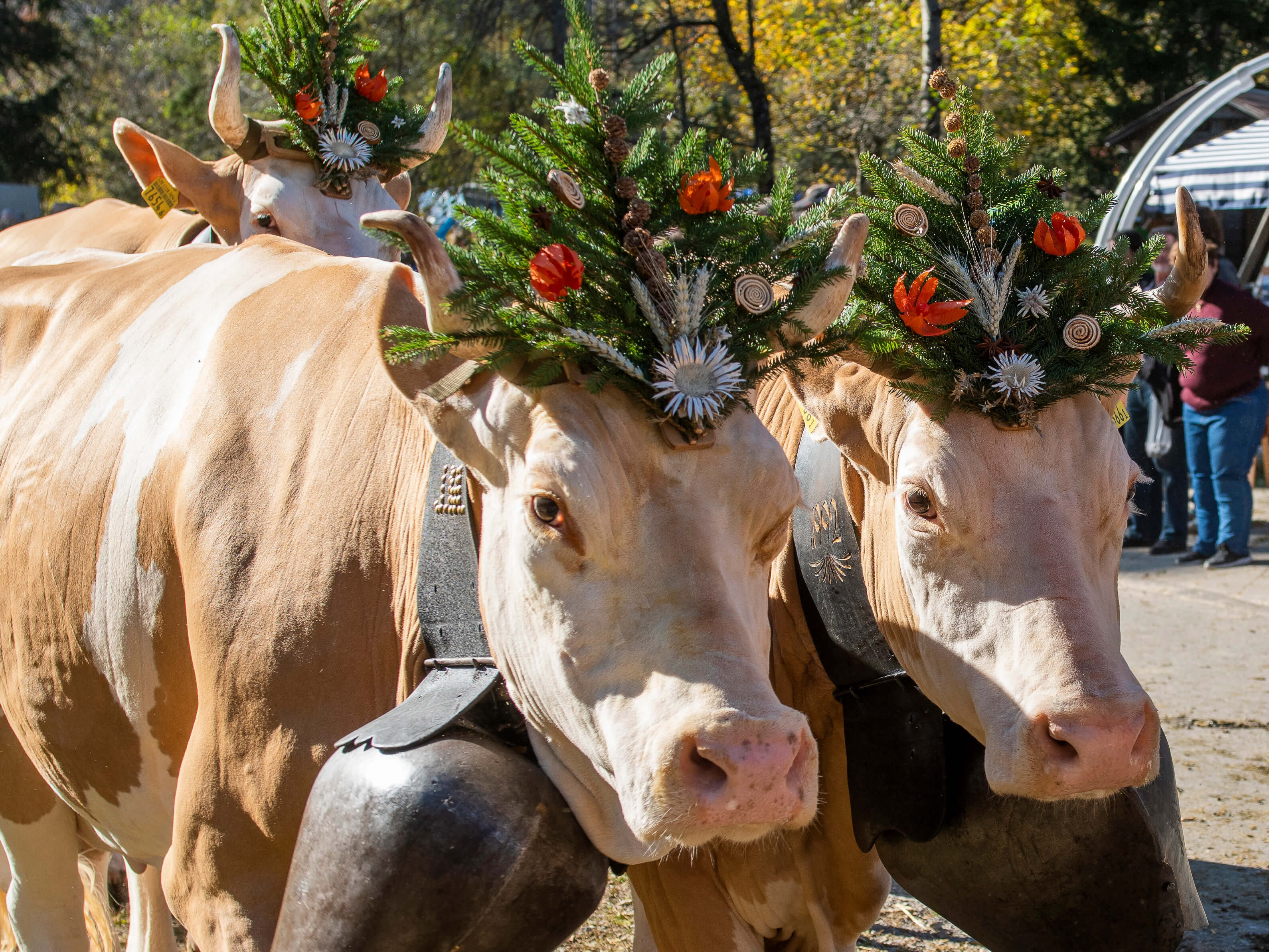 Foto Kühe mit Blumenschmuck und Treicheln - zum Foto