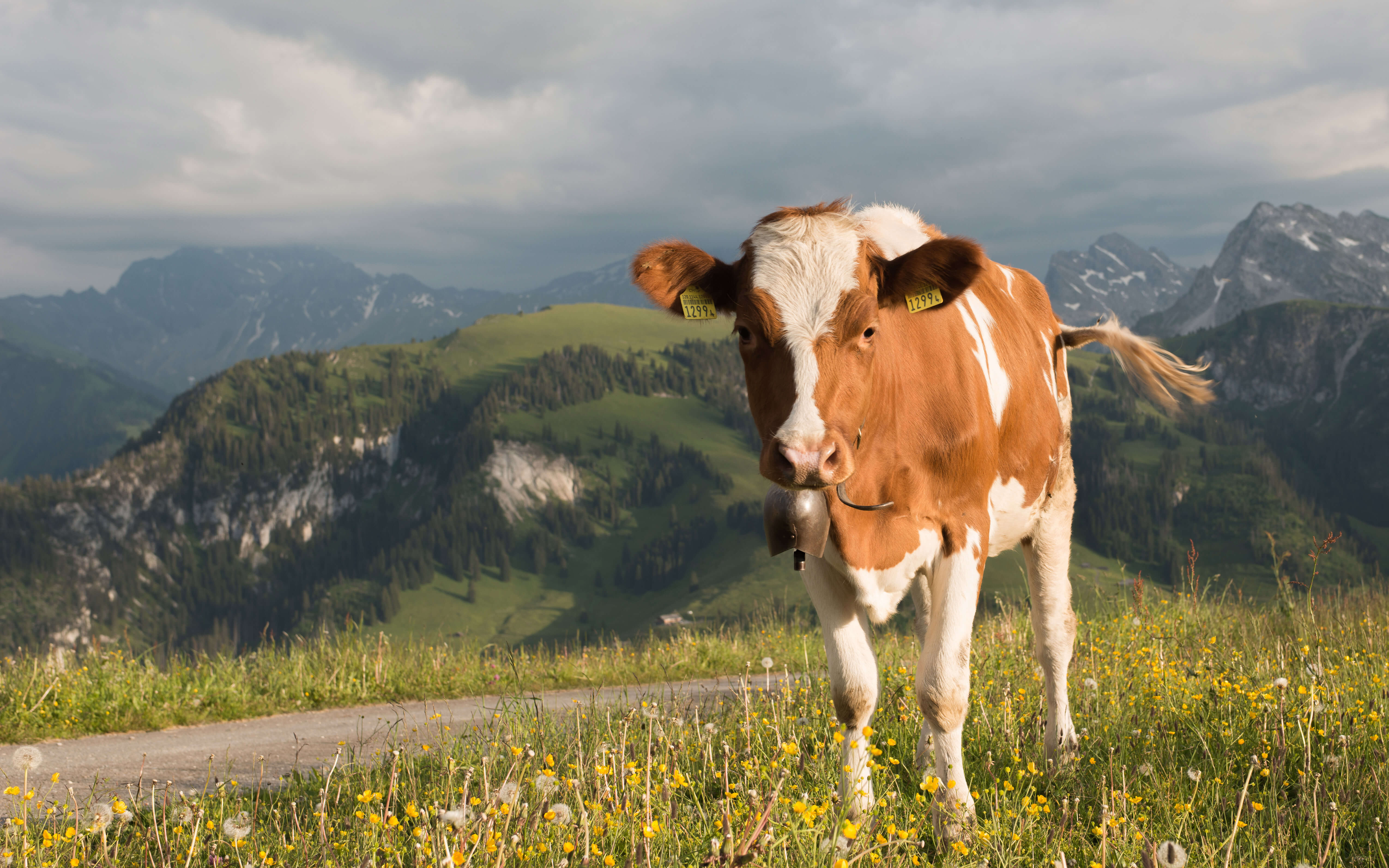 Foto Rind auf einer Blumenwiese auf der Alp - zum Foto