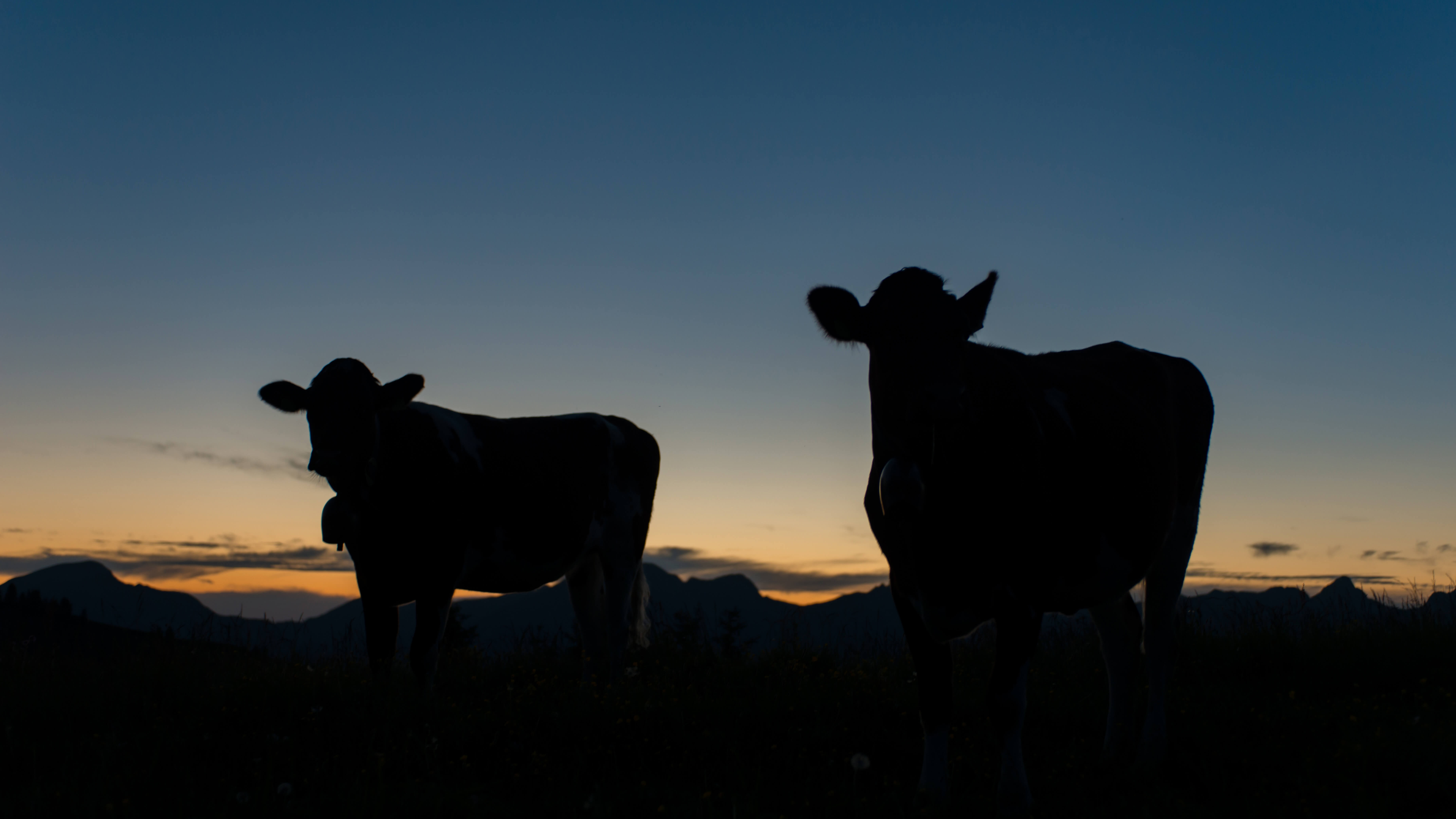 Foto Zwei Kühe in der Abenddämmerung - zum Foto