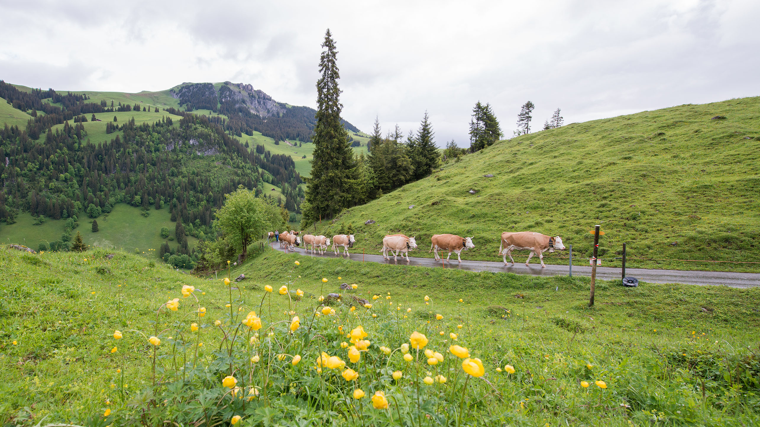 Foto Züglete im Naturpark Diemtigtal - zum Foto