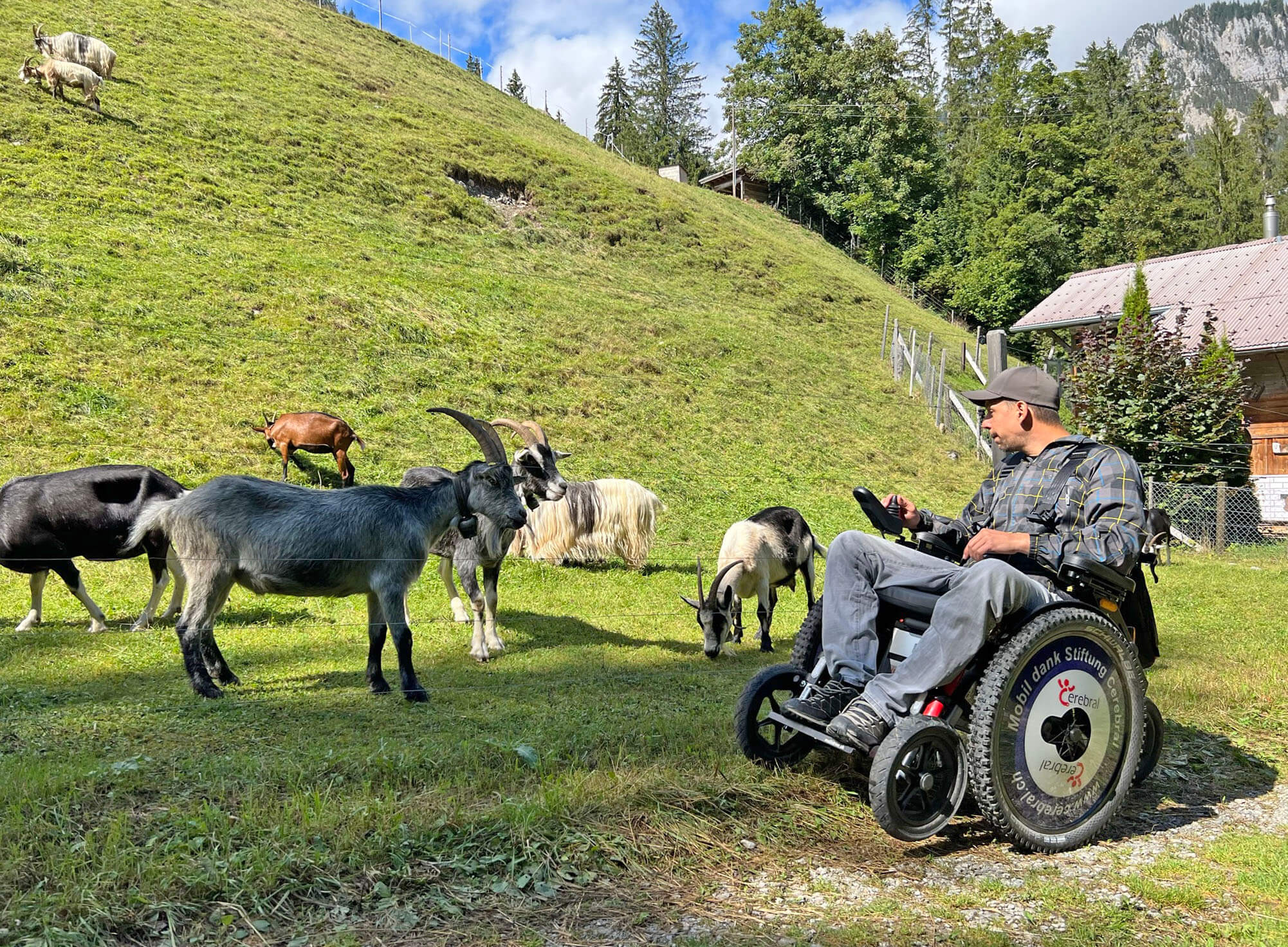 Foto Neugierige Wegbegleiter - zum Foto