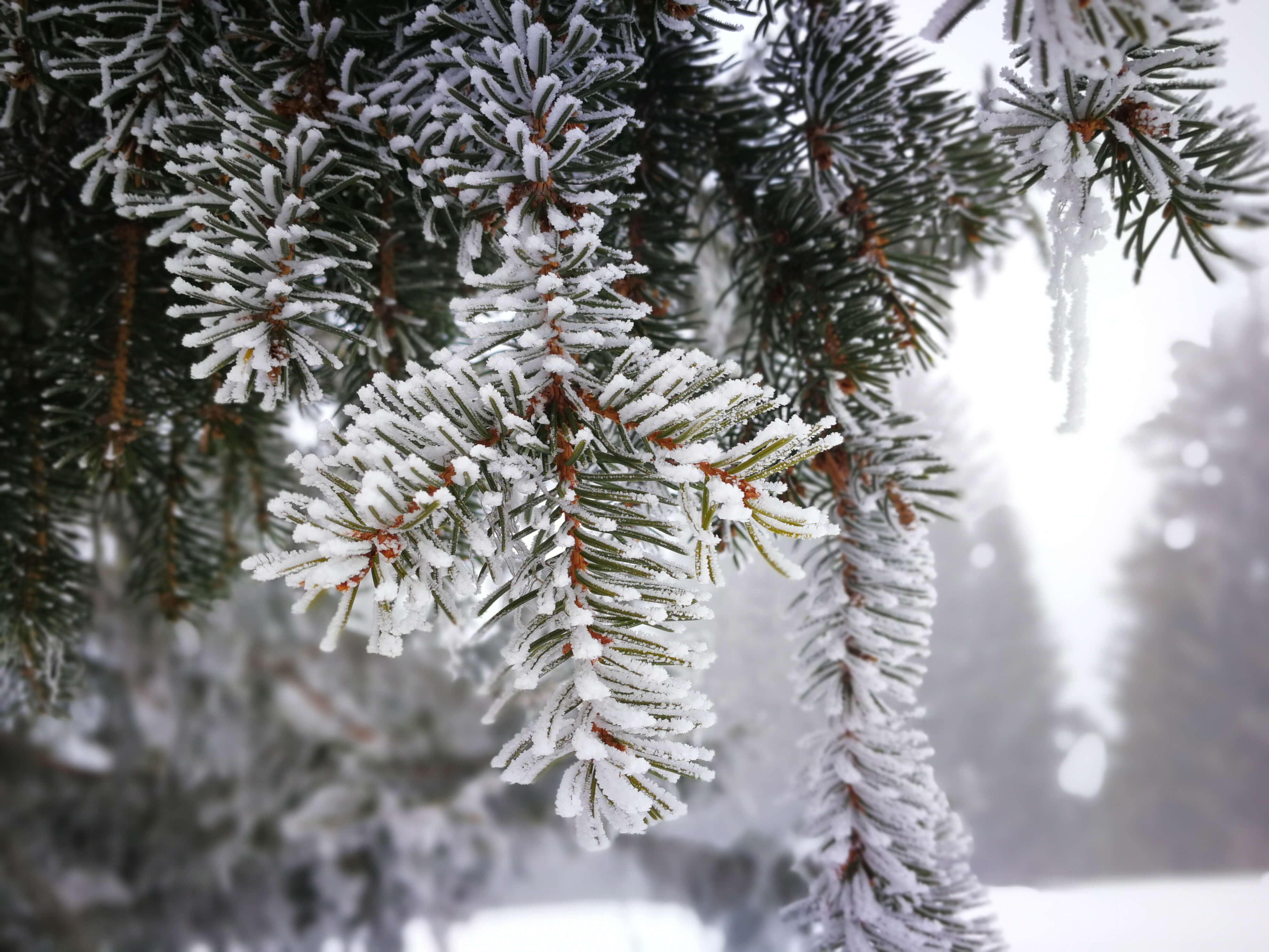 Foto Mit Schnee weiss gepuderter Tannenast - zum Foto