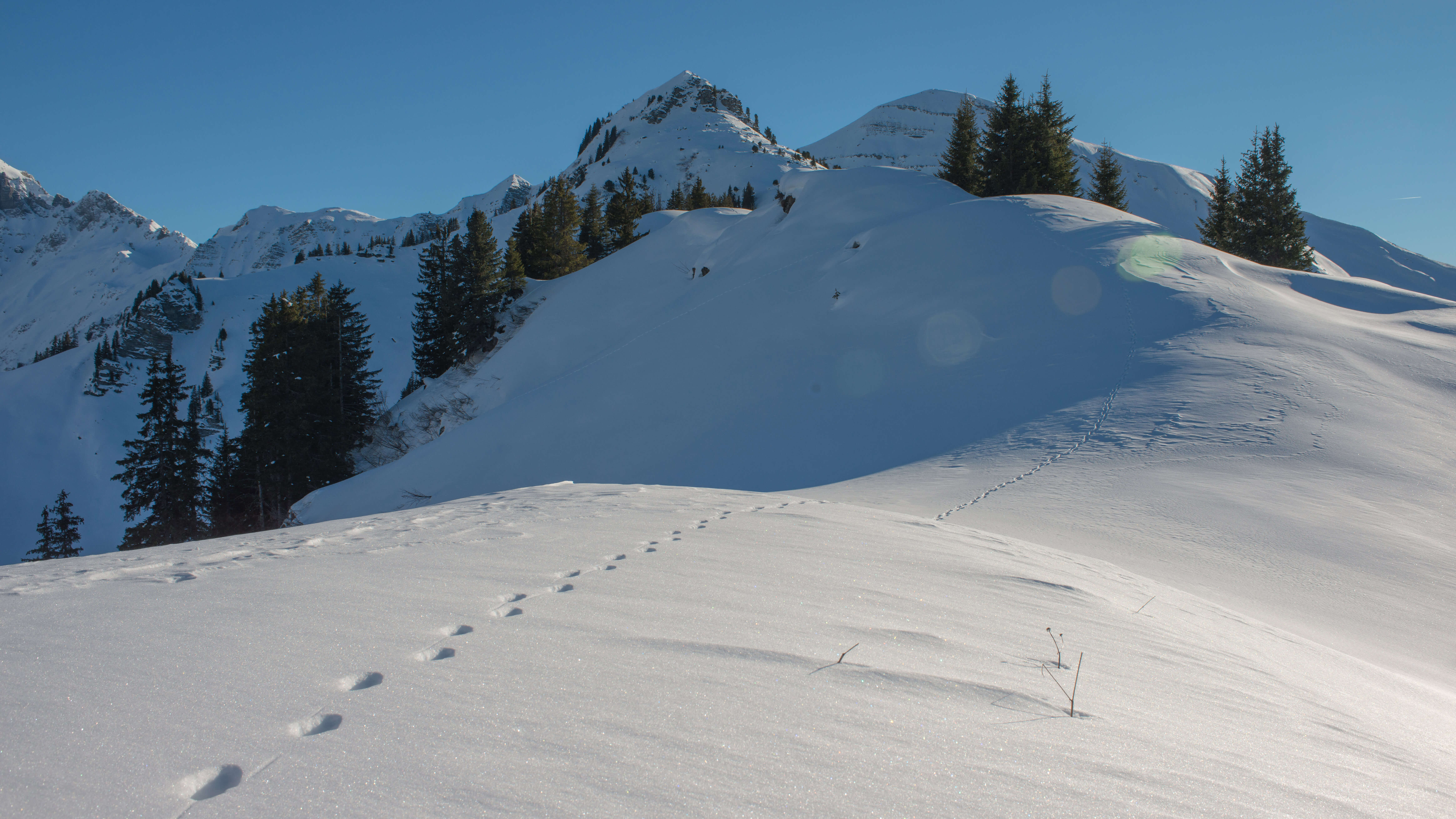 Foto Tierspur im Schnee - zum Foto