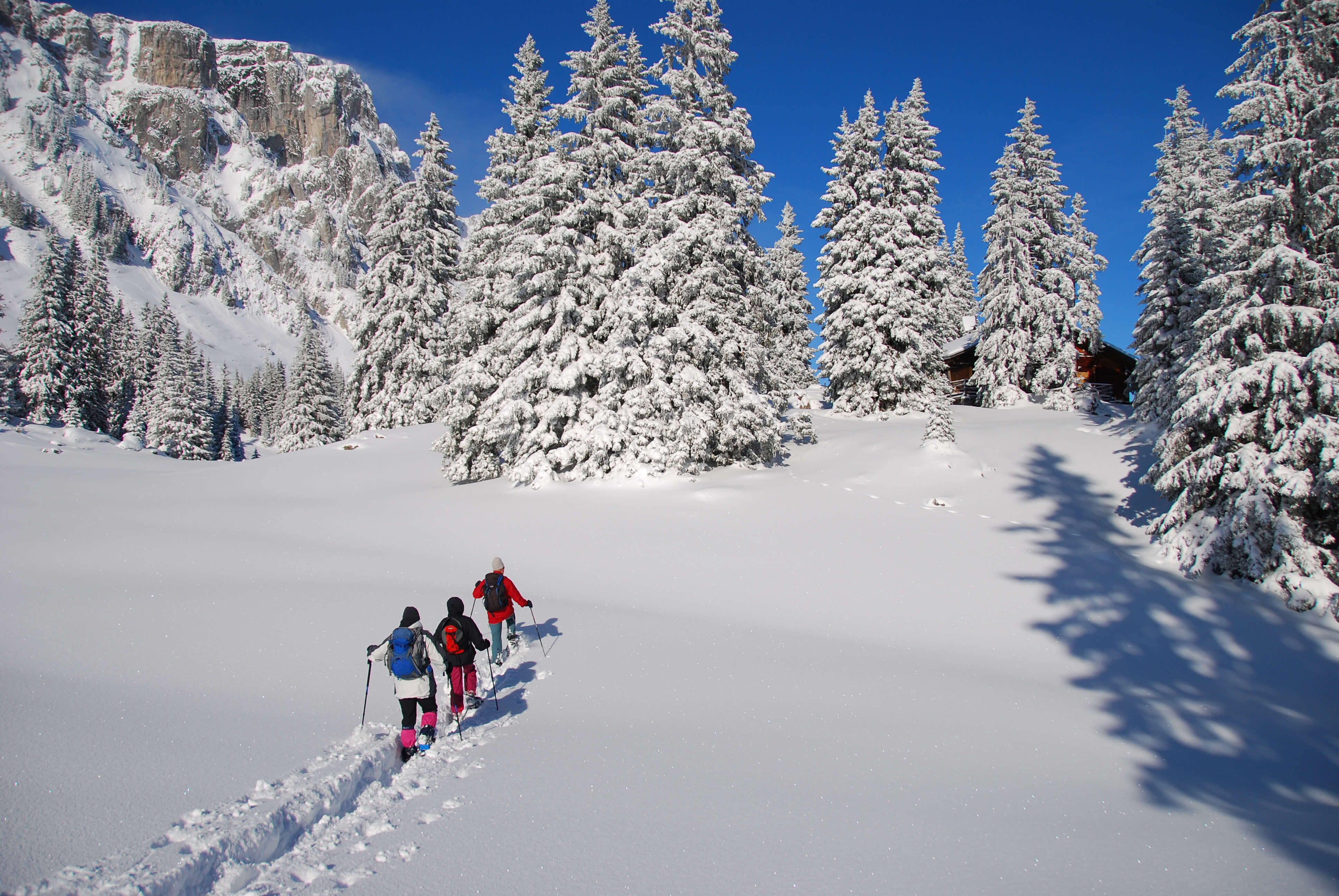 Foto Skitourengruppe unterwegs zwischen tiefverschneiten Tannen - zum Foto