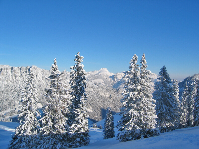 Picture Snow covered fir trees - to the picture