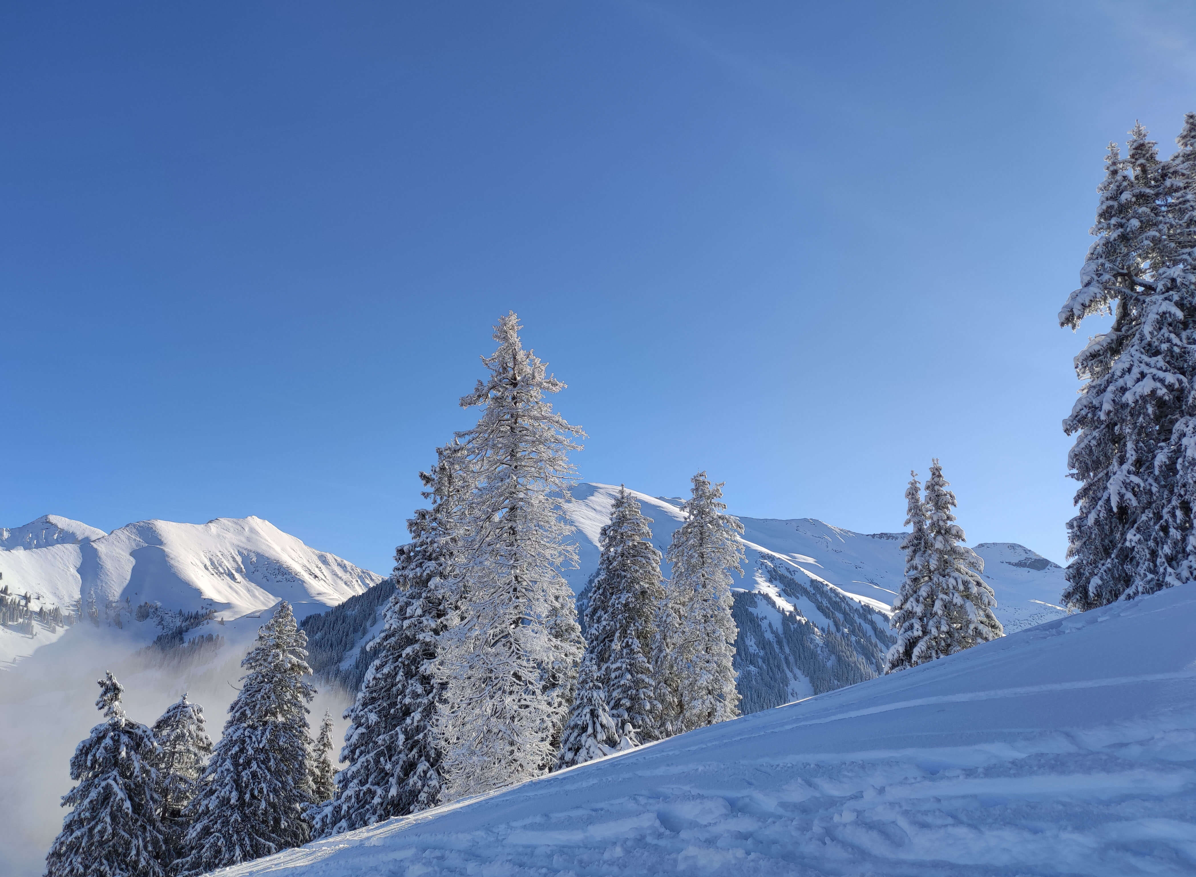Picture Snowy fir trees - to the picture