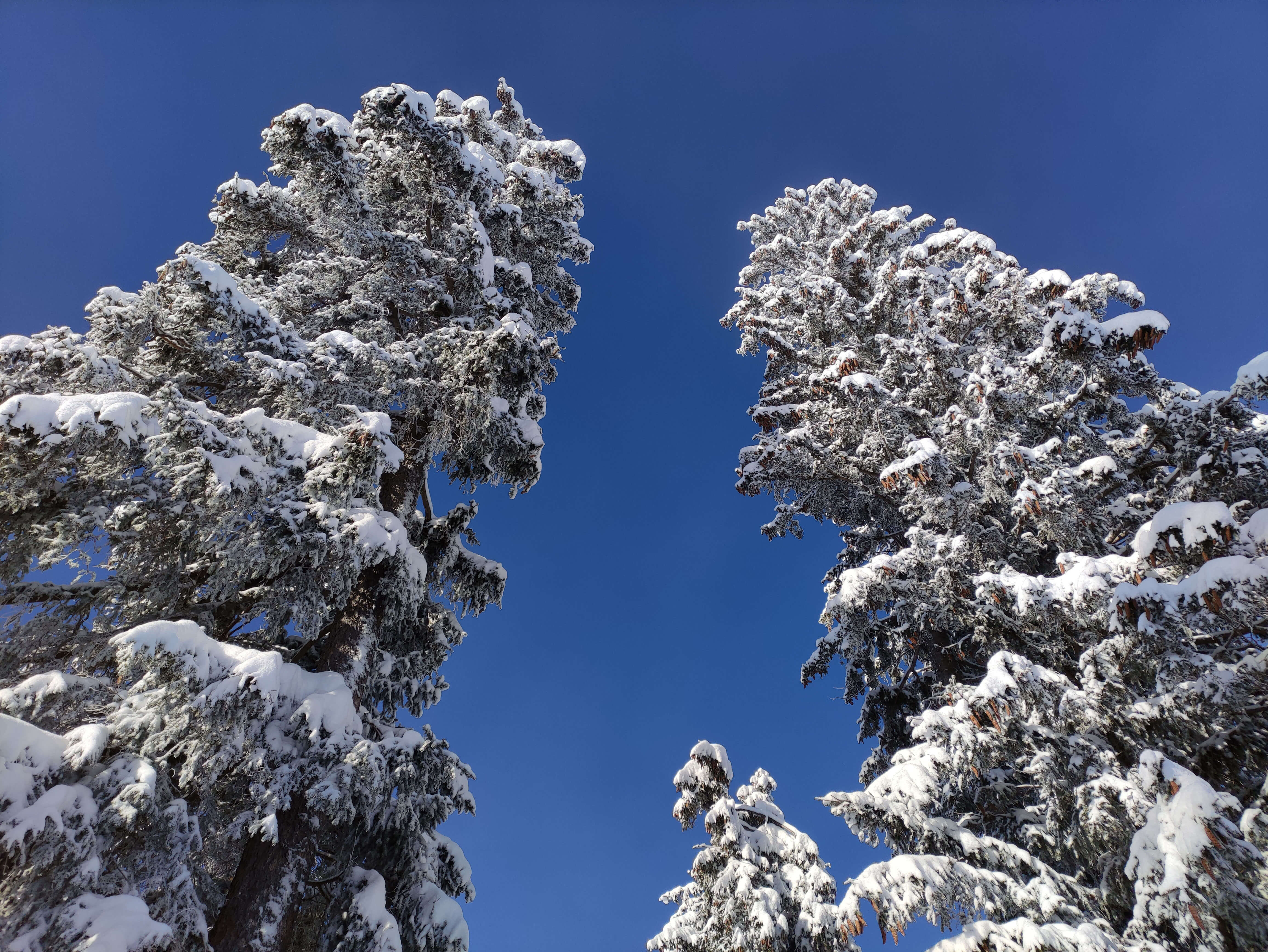 Picture Snowy fir trees - to the picture