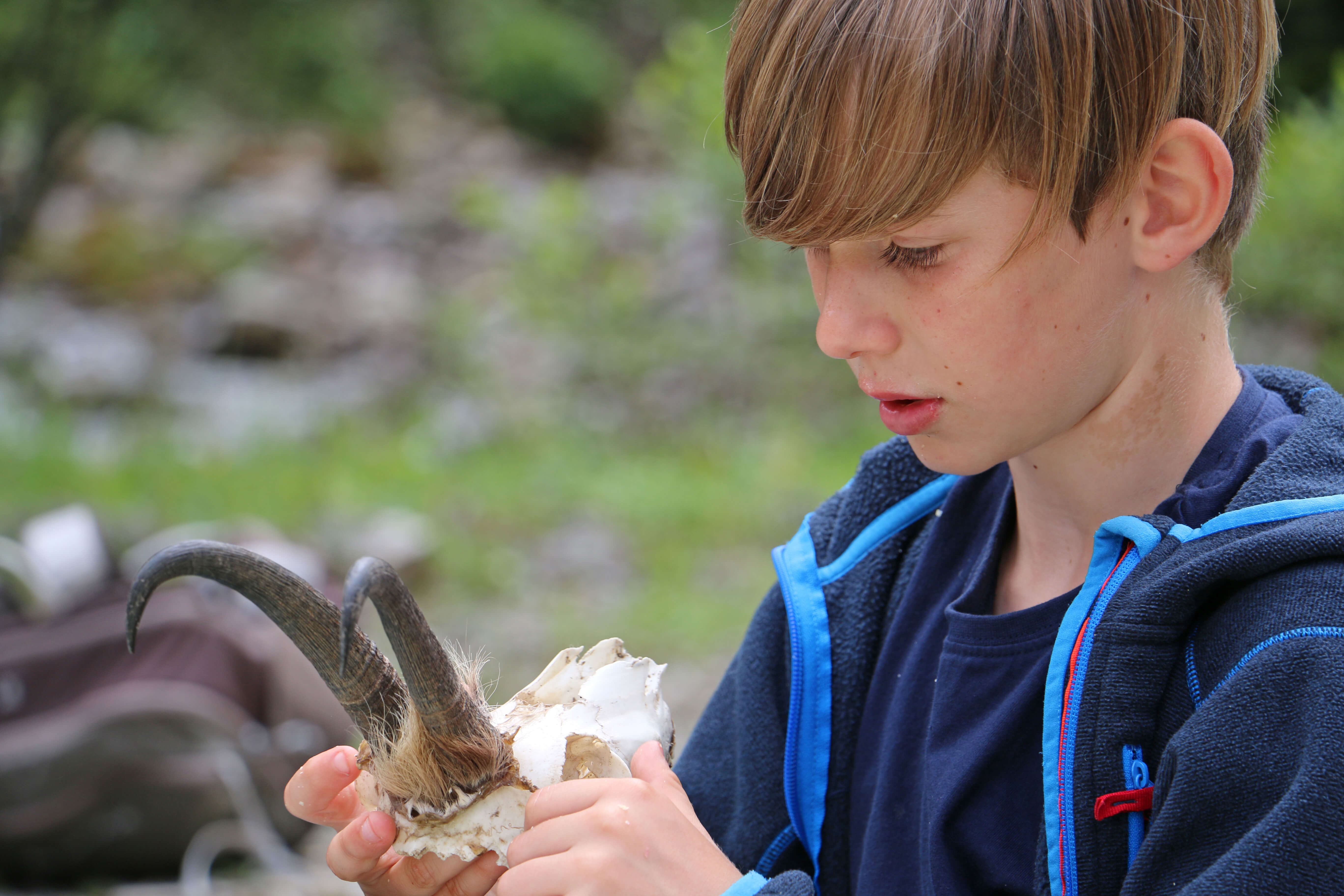 Foto Junge mit Schädel einer Gämse in der Hand - zum Foto
