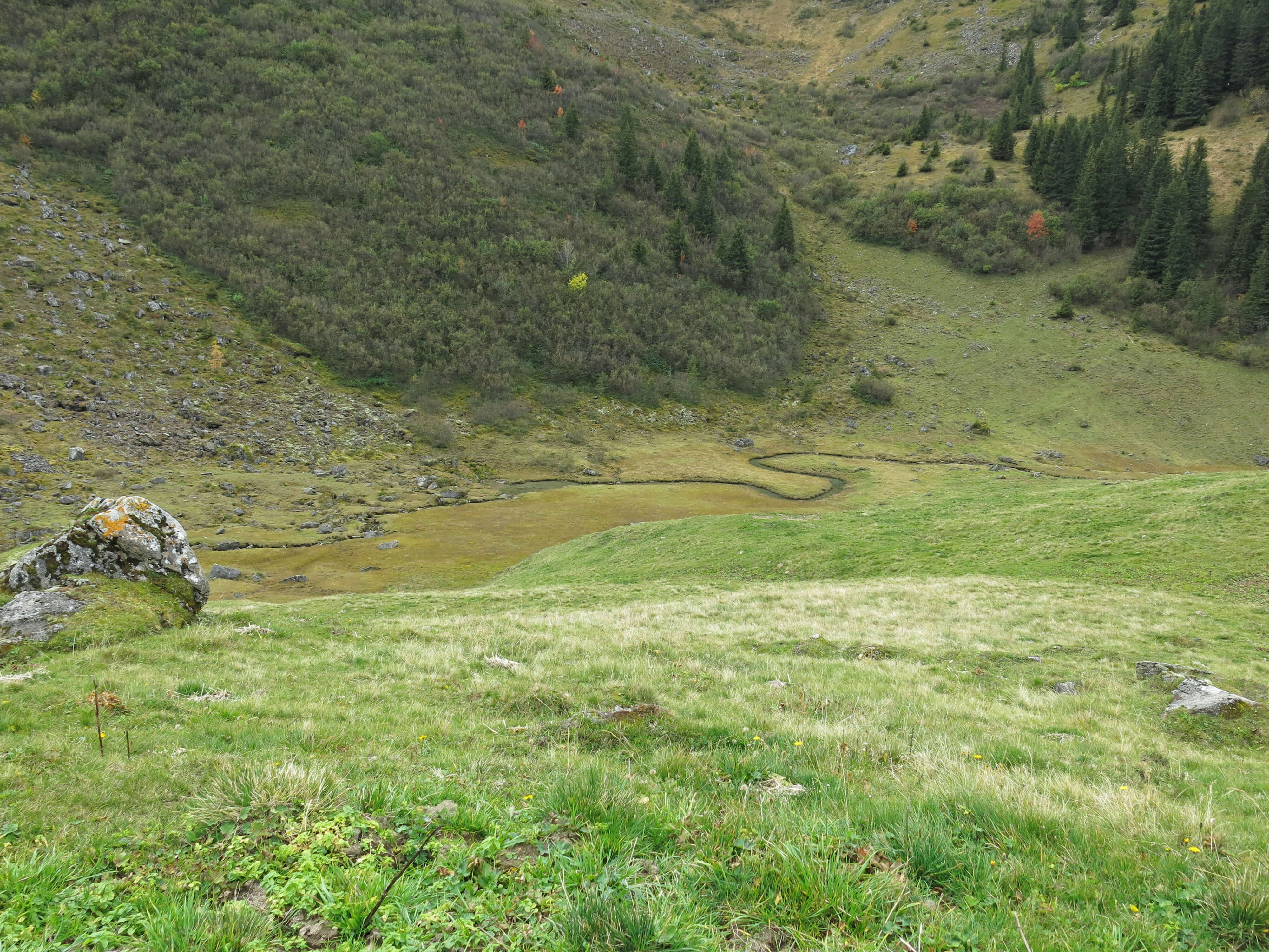 Foto Der Bach schlängelt sich durch das Moor - zum Foto