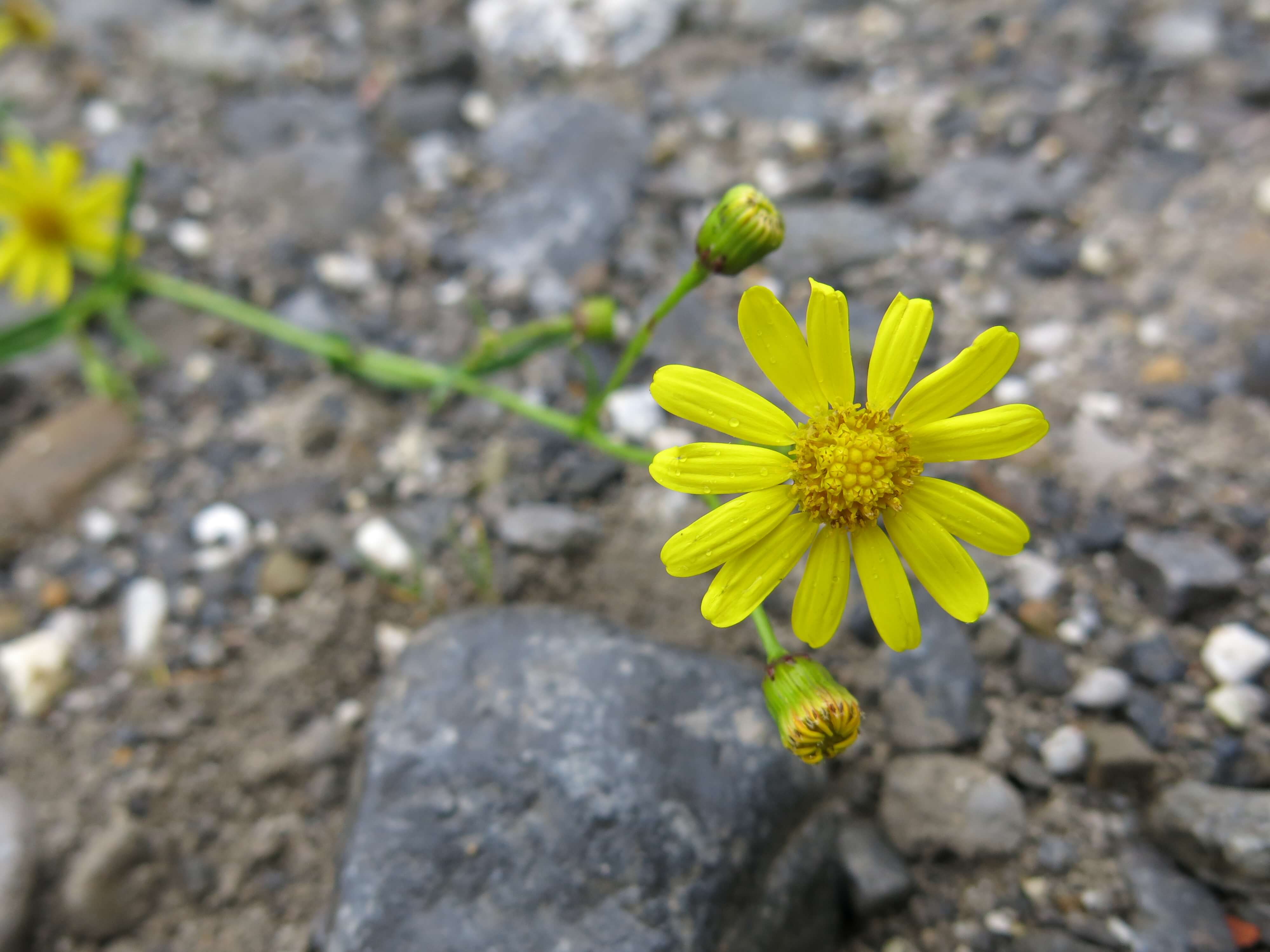 Gelbe Blüten des Südafrikanischen Kreuzkrauts