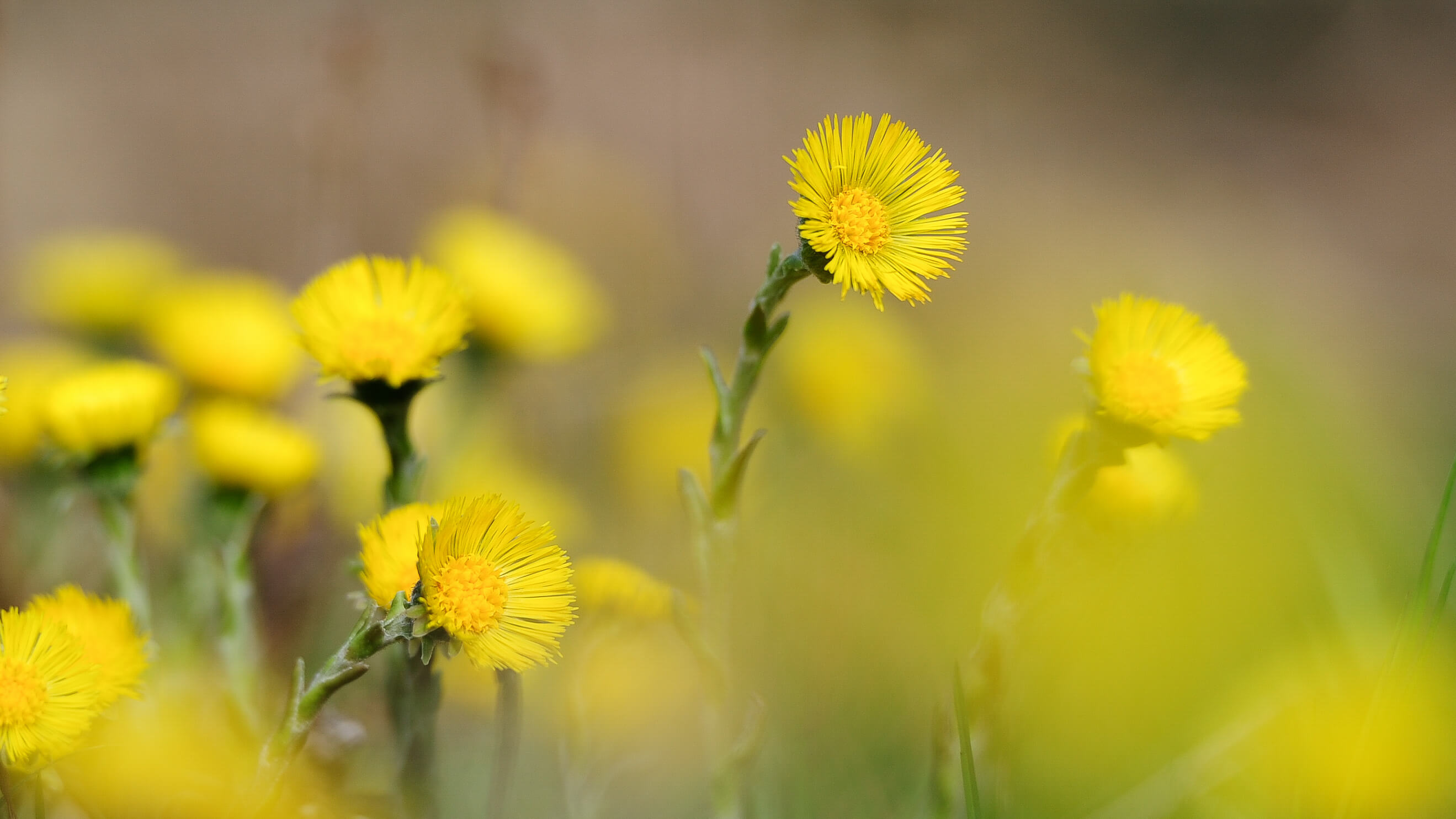 Picture Yellow flowers (Zytröseli) - to the picture