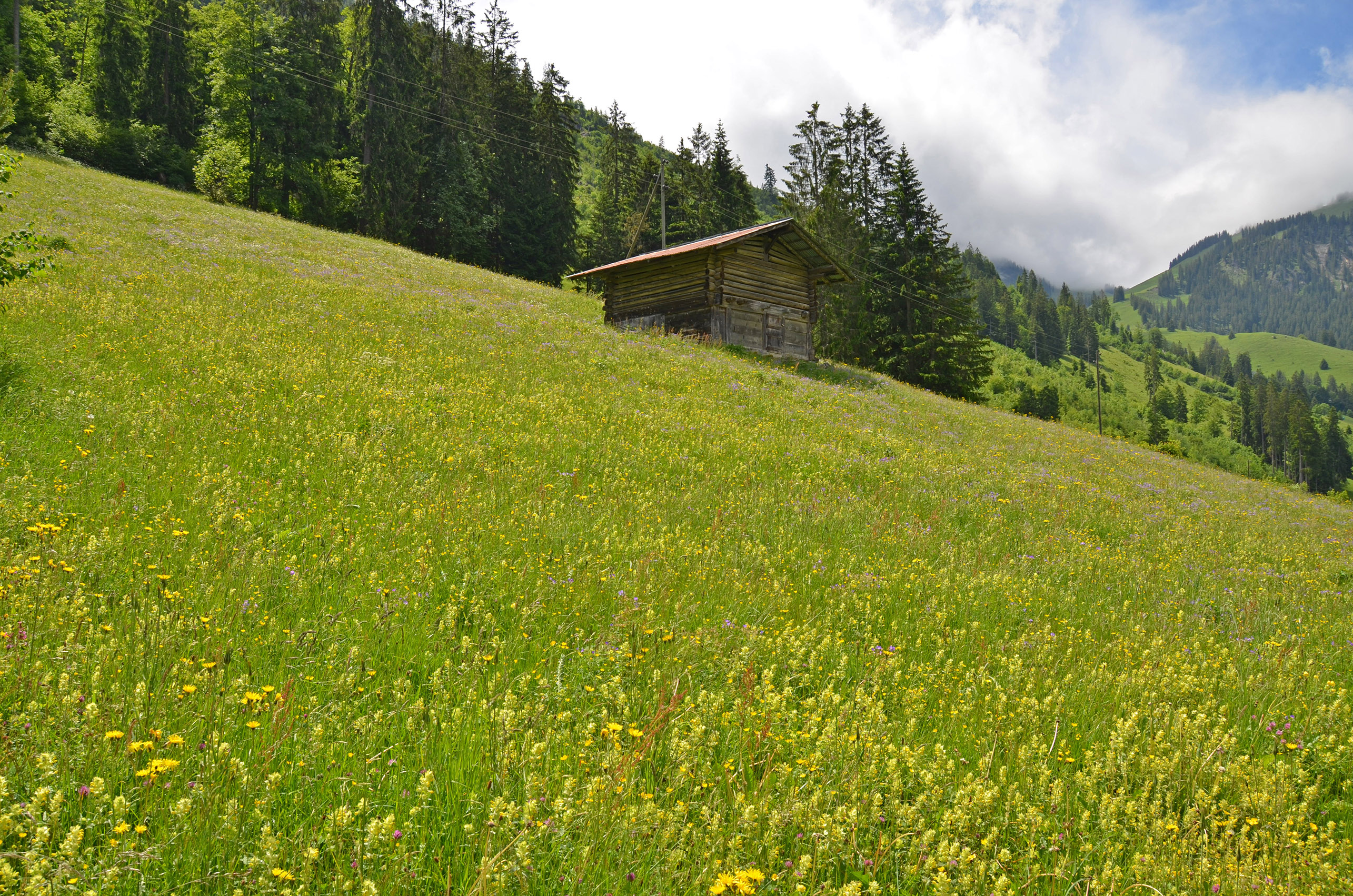 Foto Grosse Trockenwiese mit bunter Blumenpracht - zum Foto