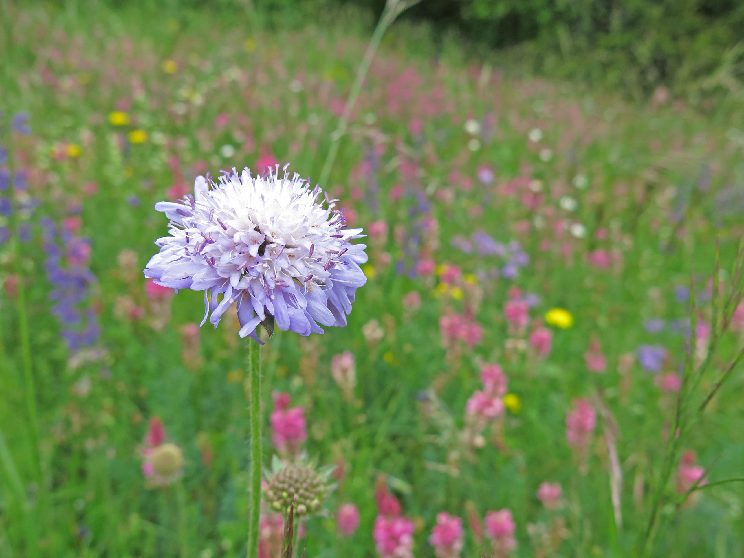 Foto hell-violette Wittwenblume auf Trockenwiese - zum Foto