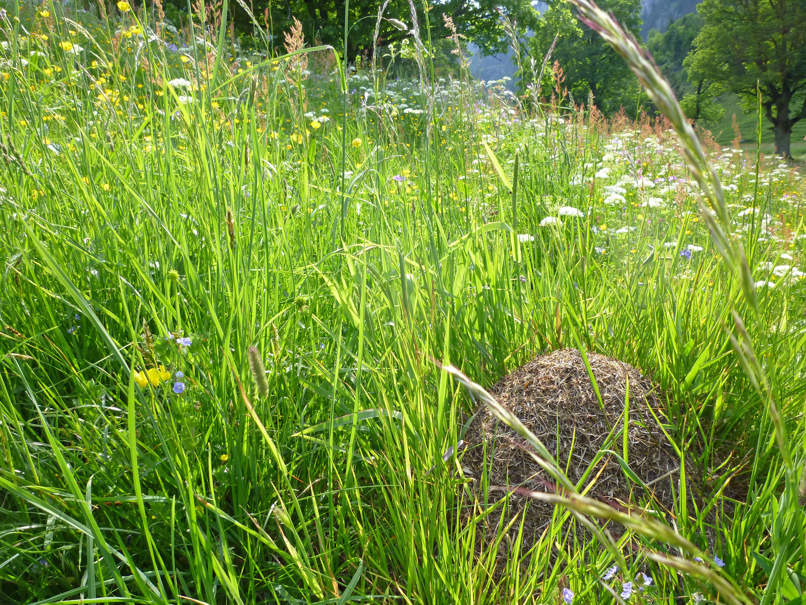 Foto Ameisenhaufen auf Trockenwiese - zum Foto