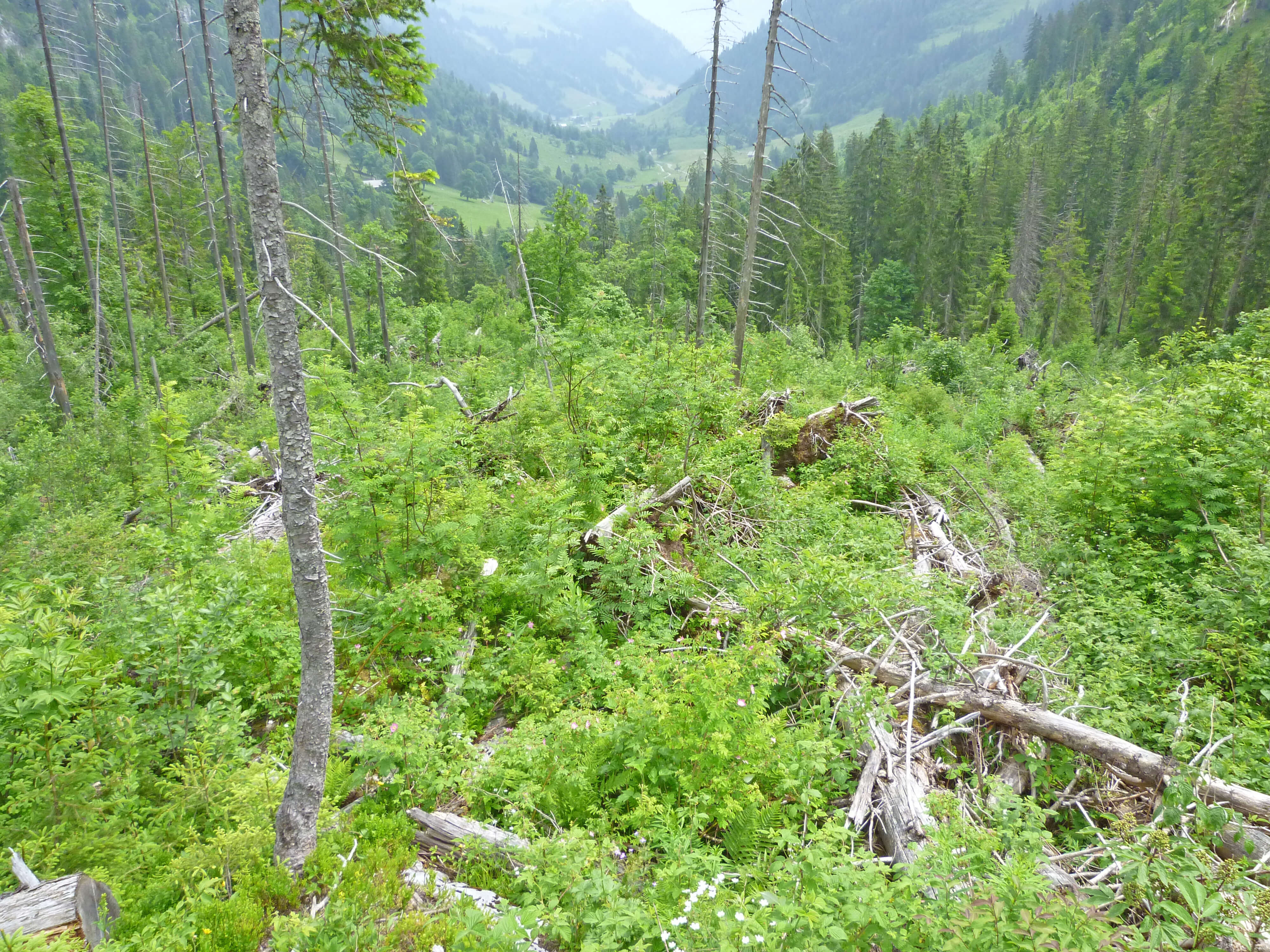 Foto nachwachsende Sturmfläche Flüehschwand - zum Foto