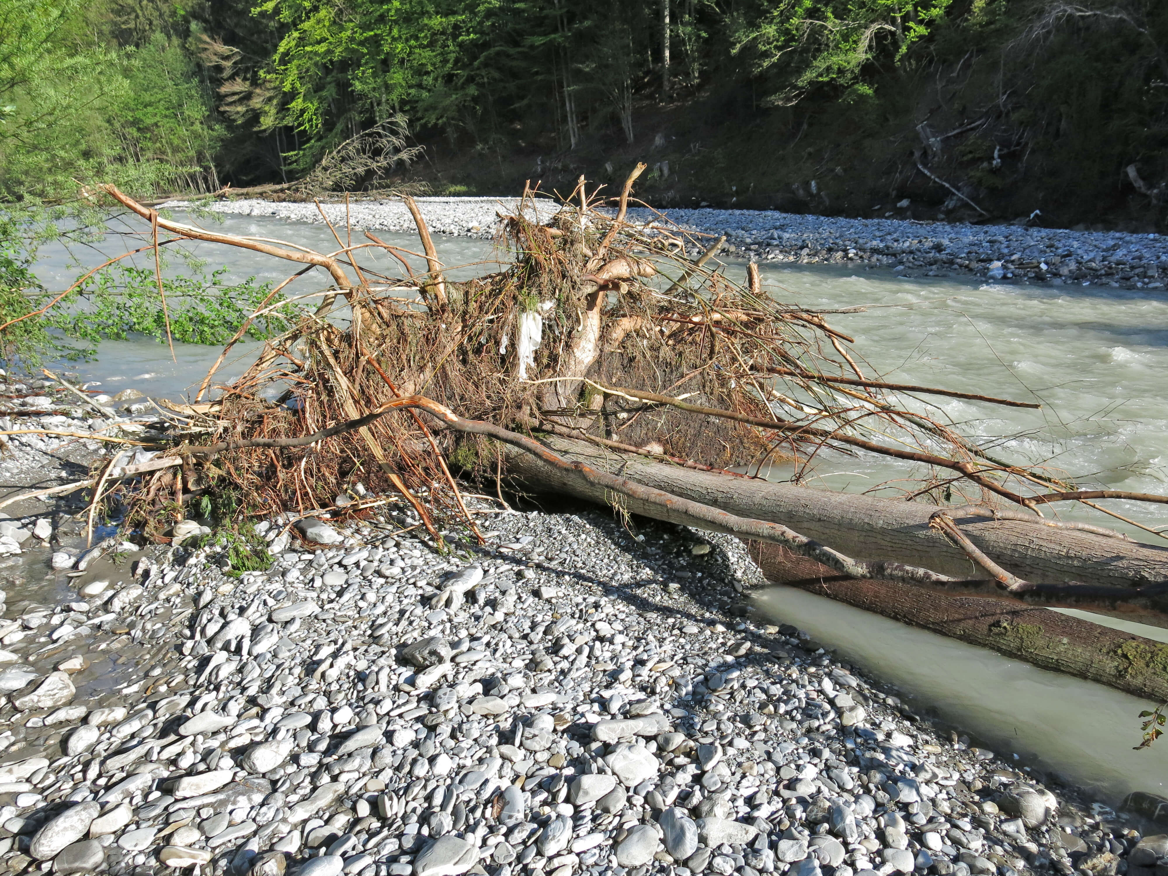 Foto Holzstamm liegt am Flussufer - zum Foto