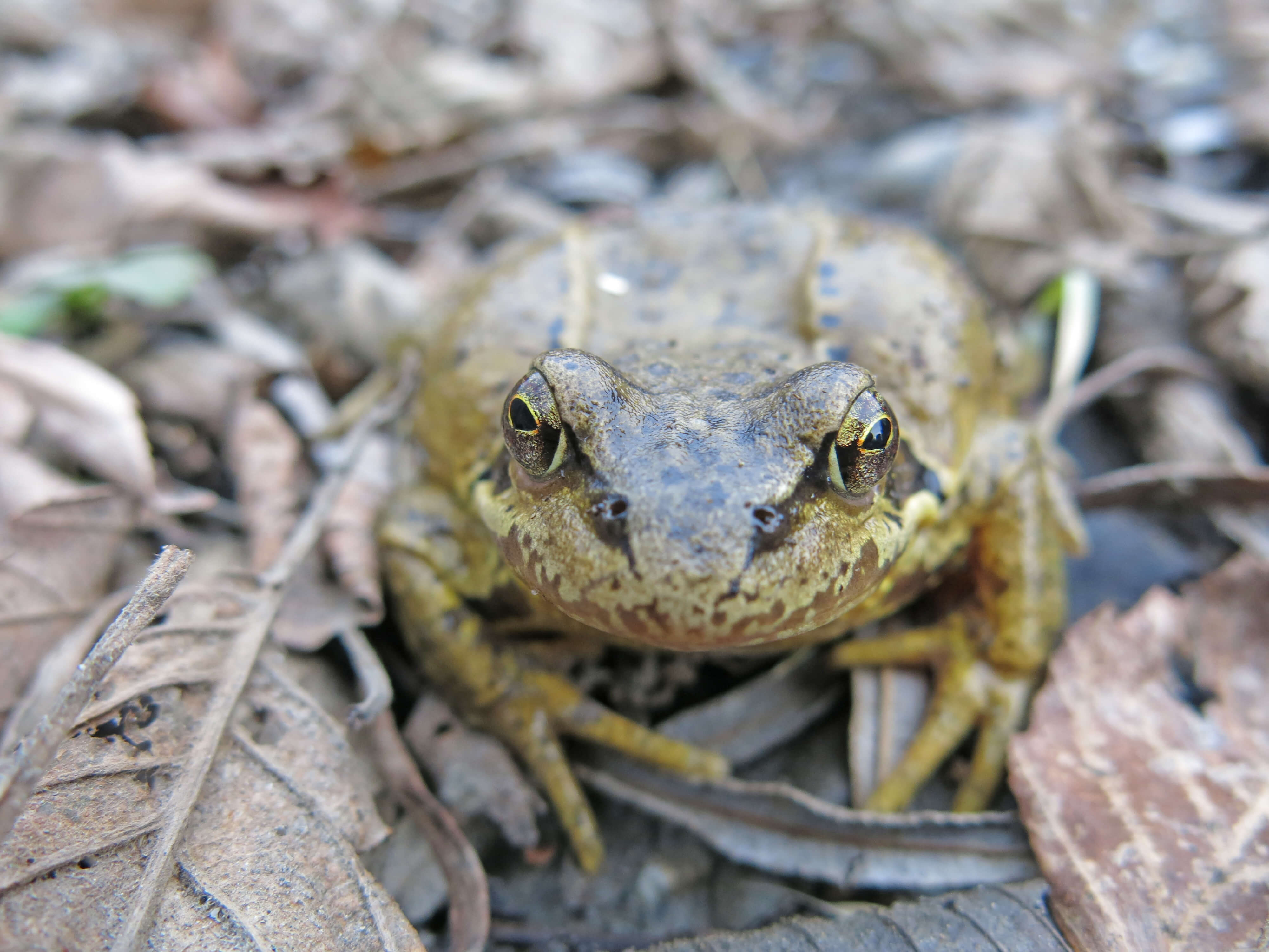 Foto Ein Grasfrosch sitzt auf dem Laub - zum Foto