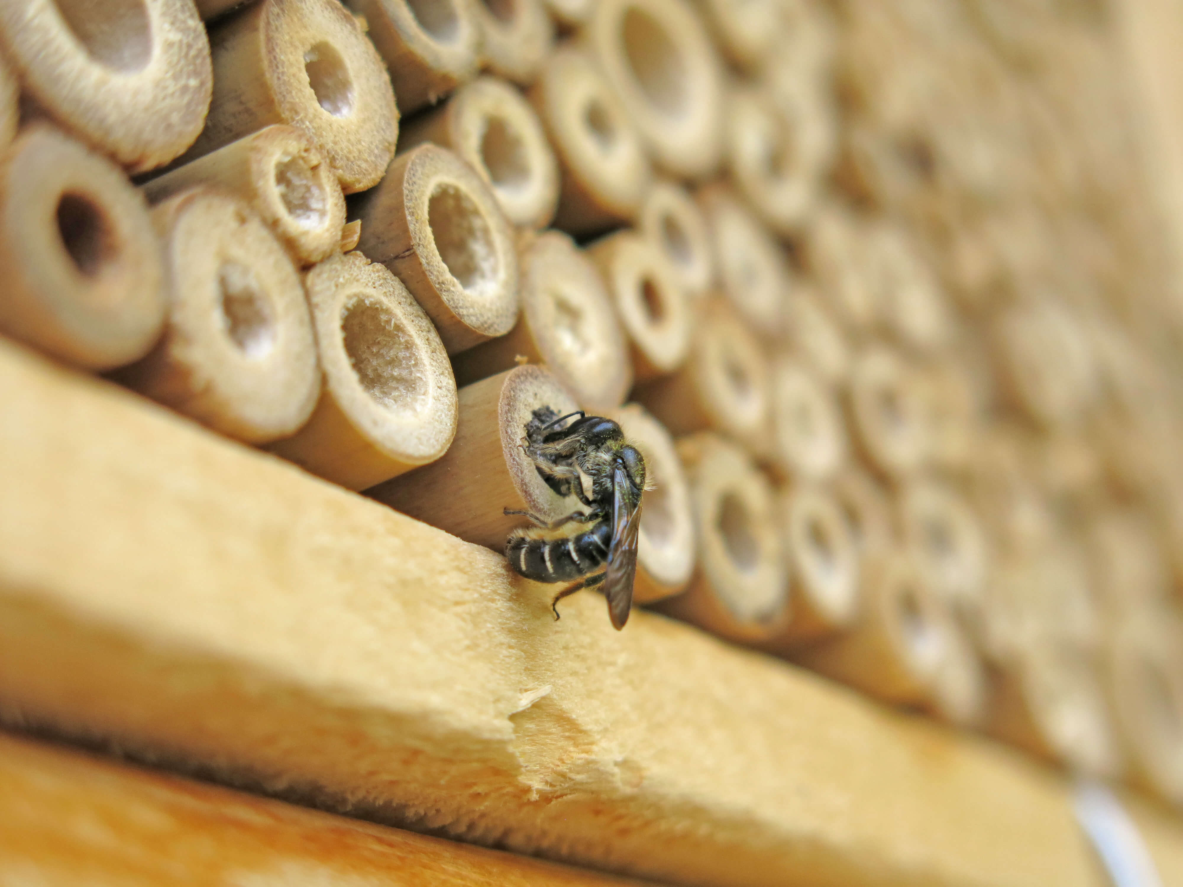 Wildbiene vor dem Insektenhaus in der Wilerau