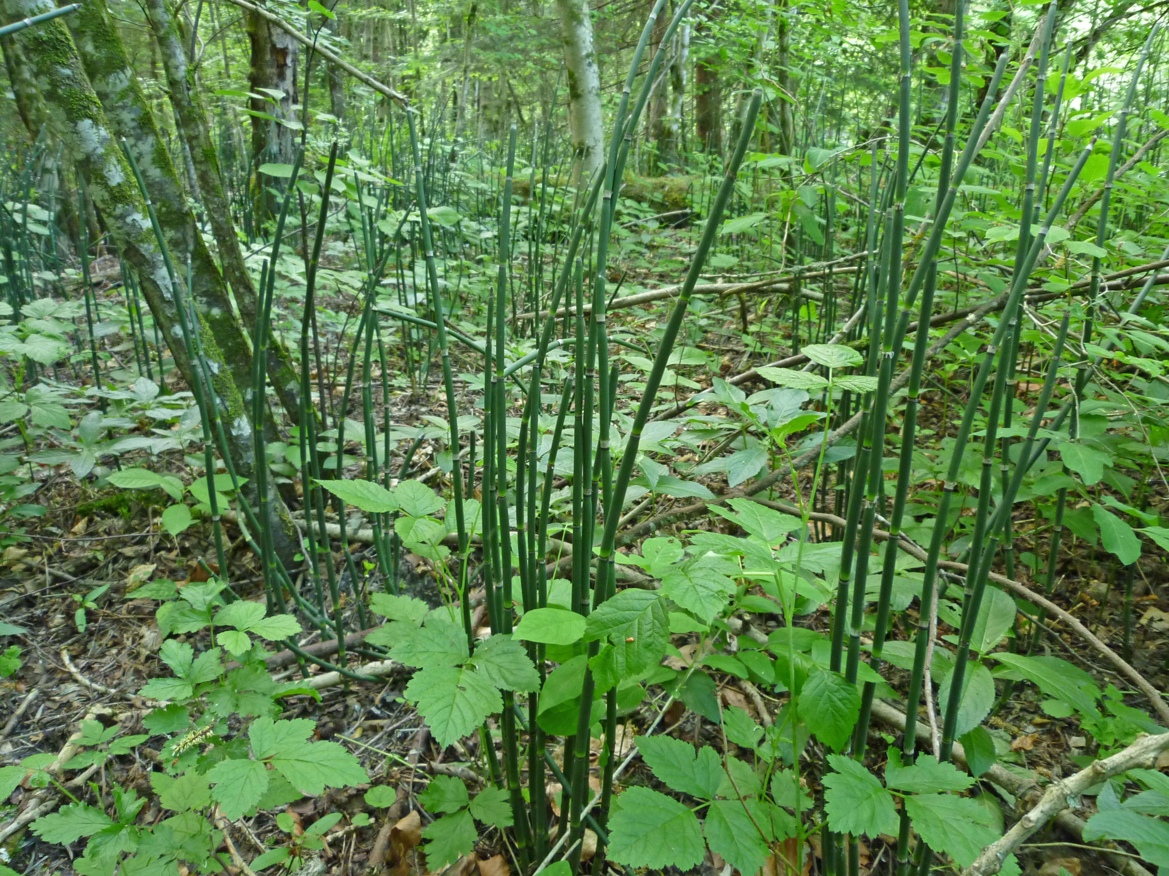 Foto Schachtelhalm in Naturschutzgebiet Wilerau - zum Foto