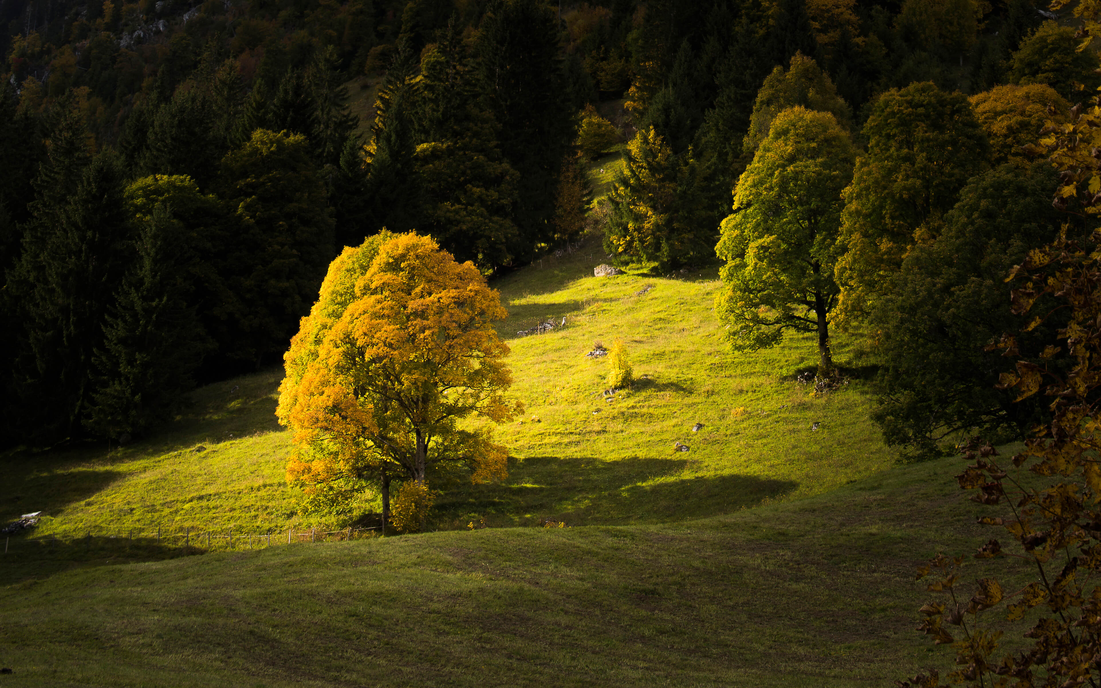 Foto Ein einzelner Bergahornbaum wird vom Sonnenlicht angestrahlt - zum Foto