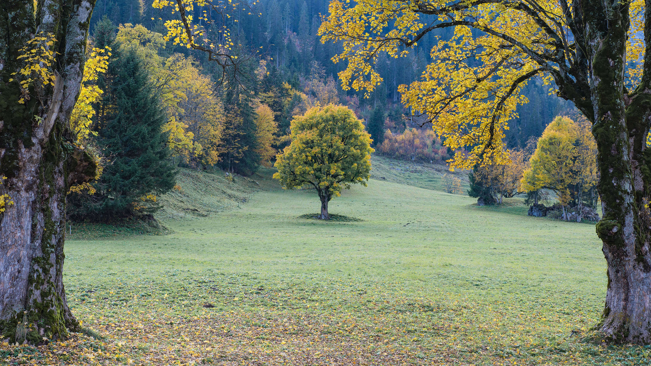 Foto Herbstlich gefärbte Bergahorne - zum Foto