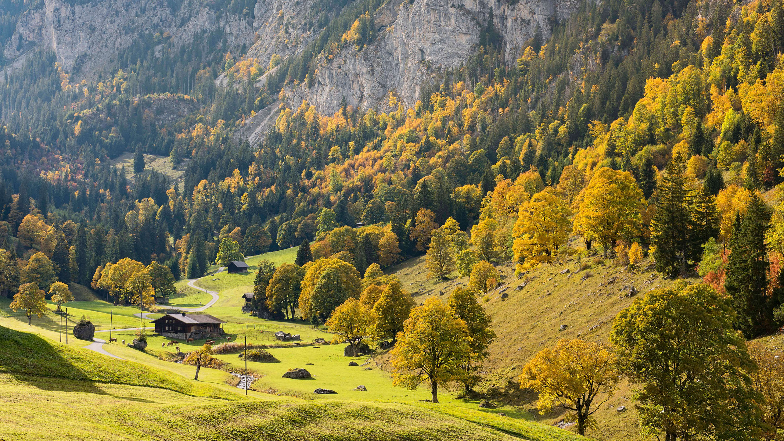 Foto Überblick über die herbstliche Bergahornlandschaft Meniggrund - zum Foto