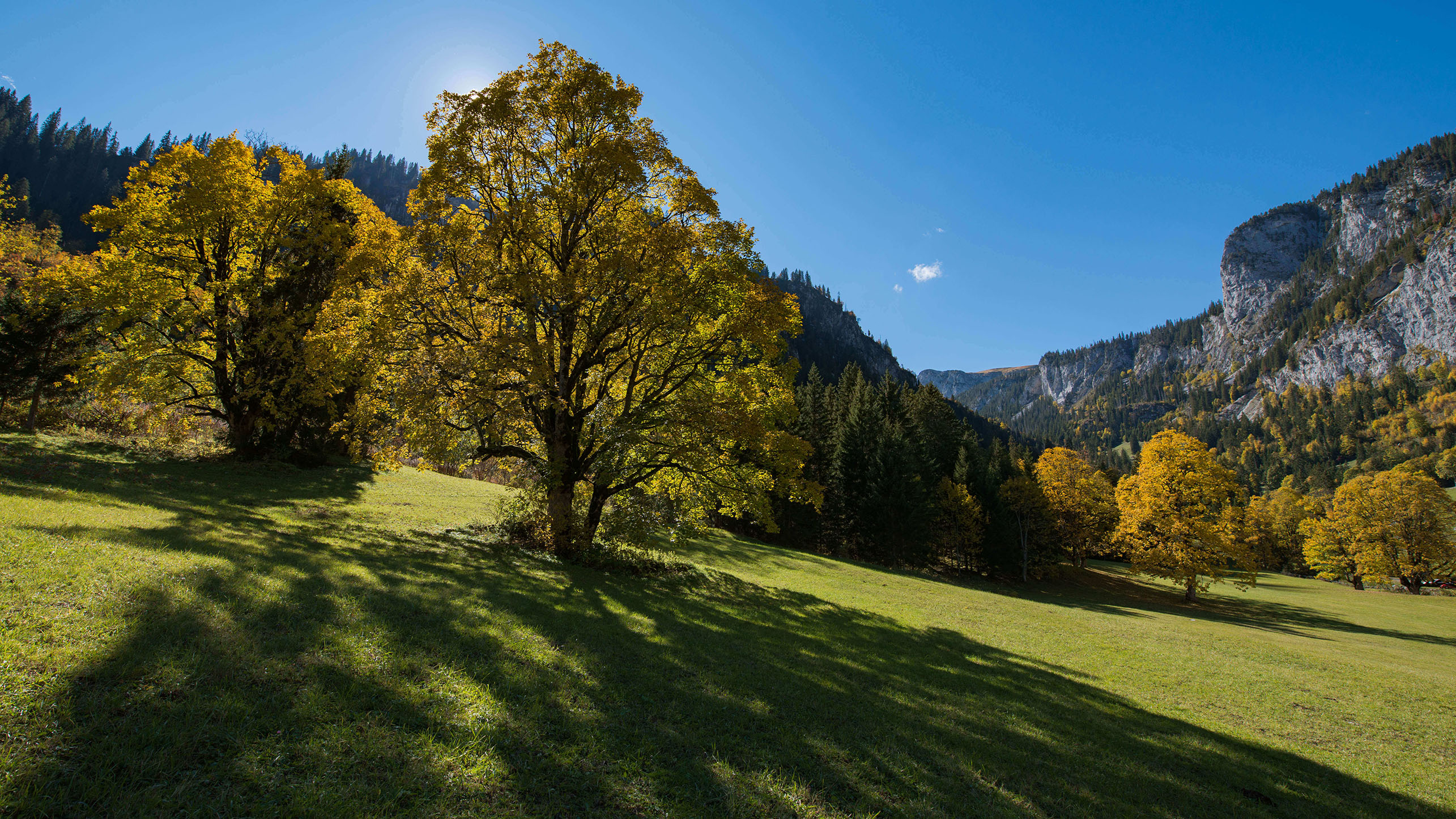 Imposante Bergahorne im Meniggrund - zum Foto