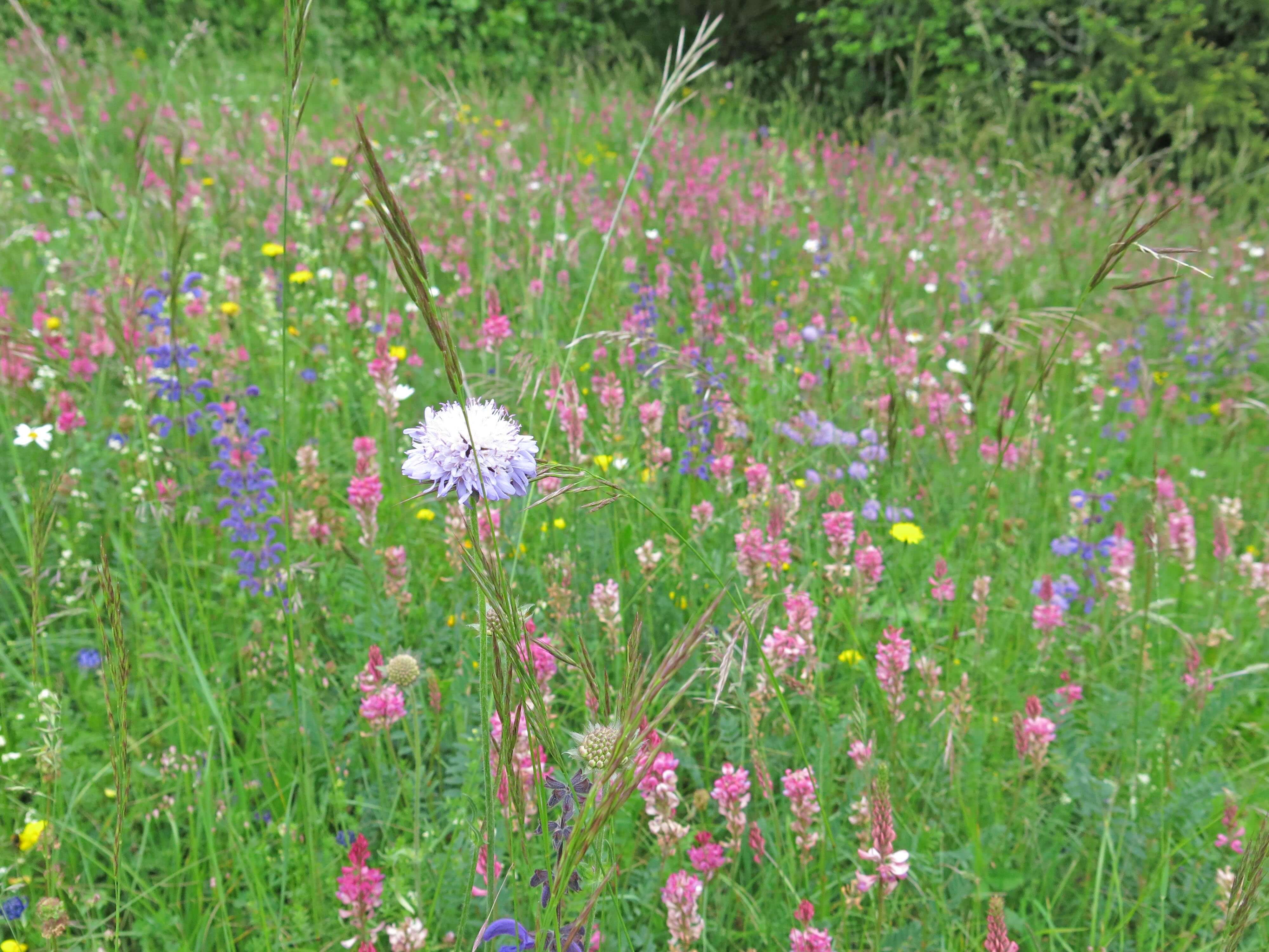 Foto vielfältige Blumenwiese - zum Foto