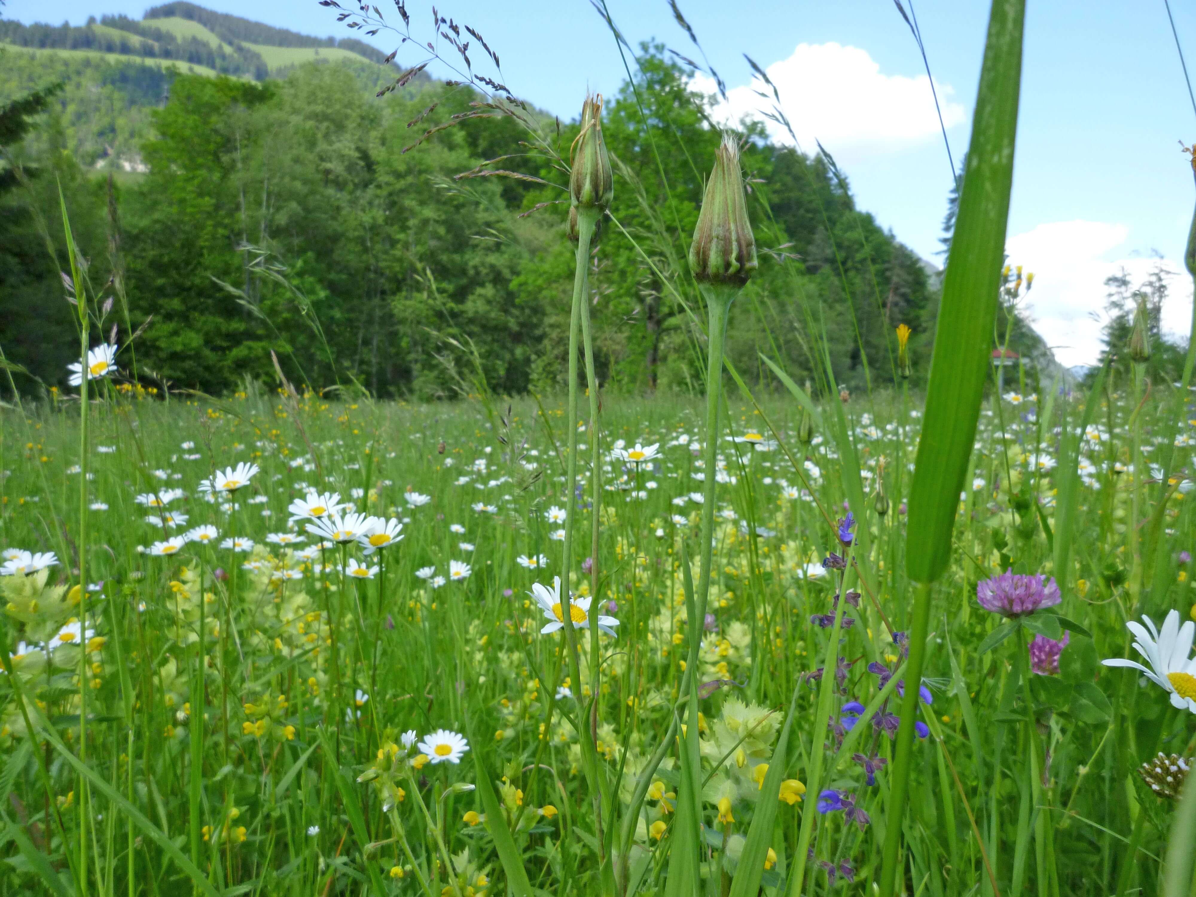 Foto Wiese mit vielerlei Blumen - zum Foto