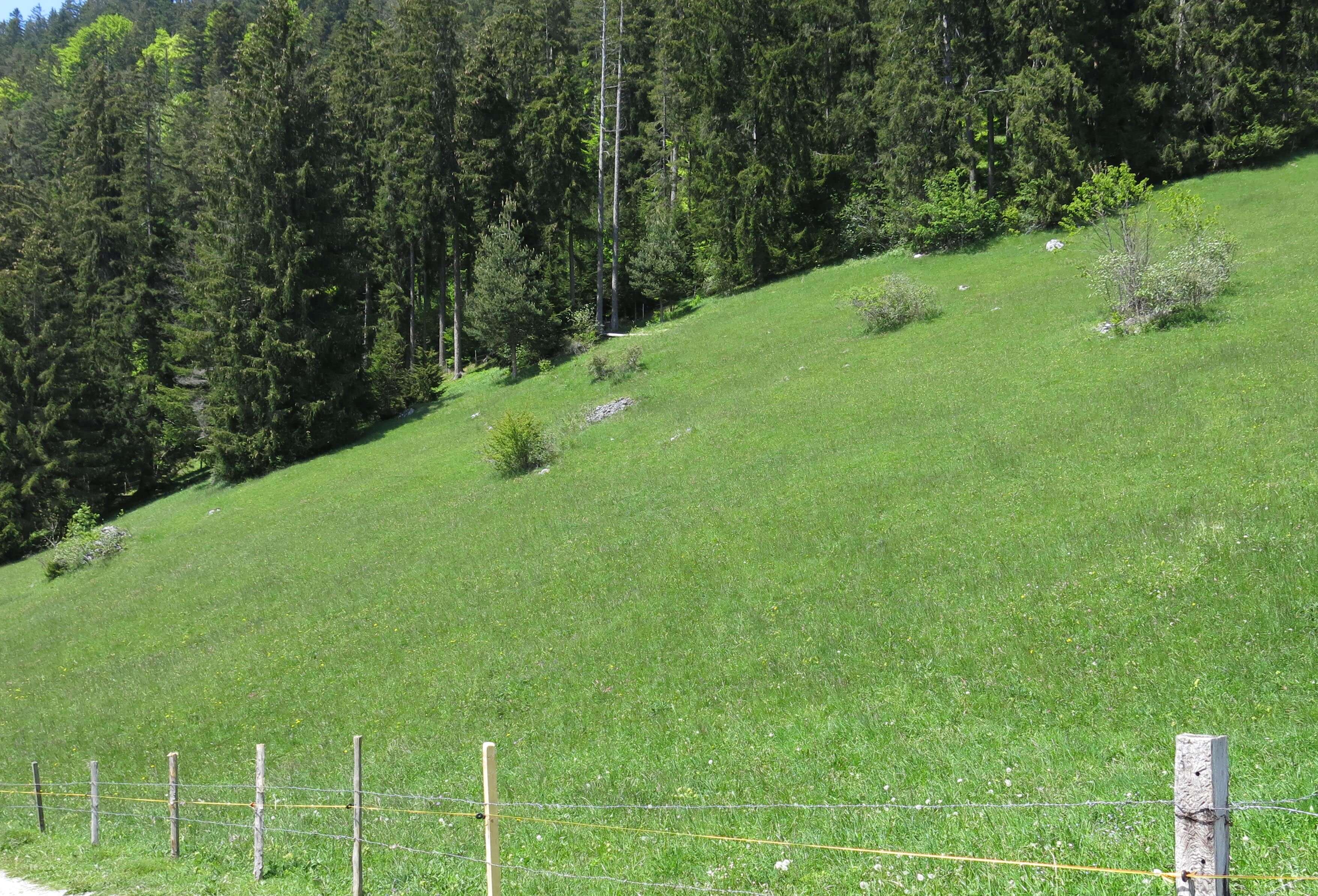 Foto Bergwiese mit einzelnen Strauchstrukturen - zum Foto