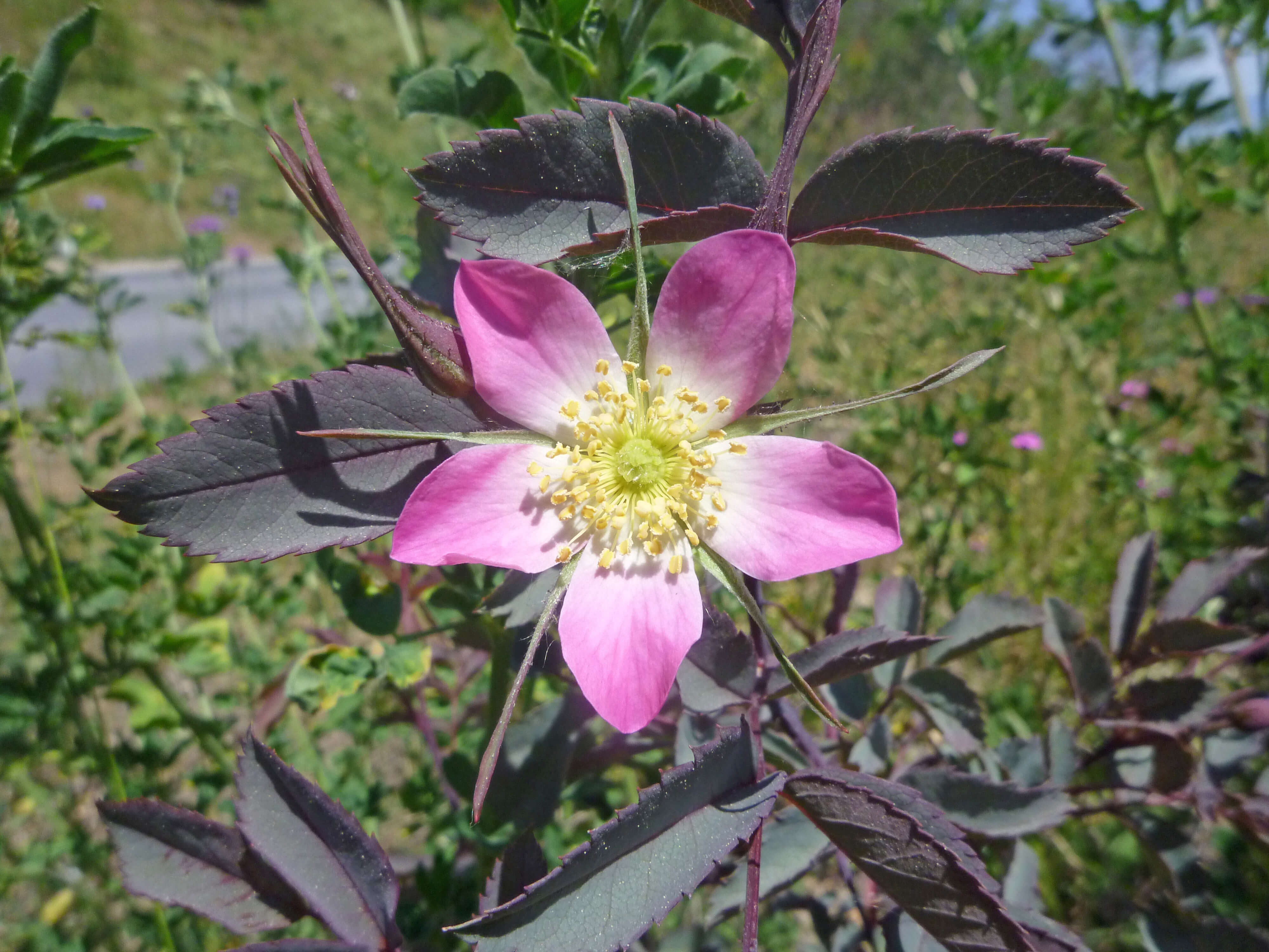 Foto Blüte einer bereiften Rose - zum Foto