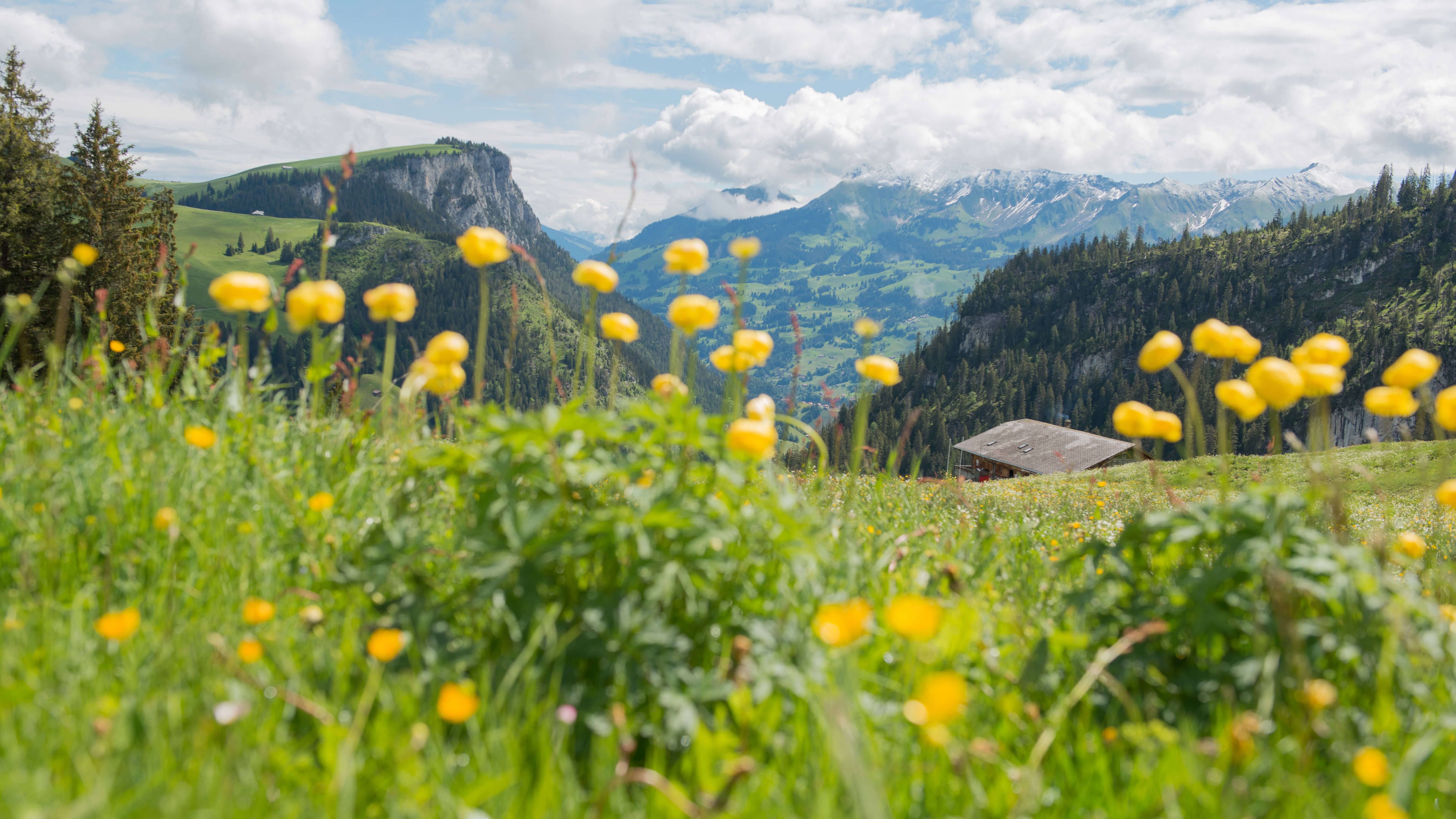 Photo de l'été alpin dans le parc naturel Diemtigtal - vers la photo