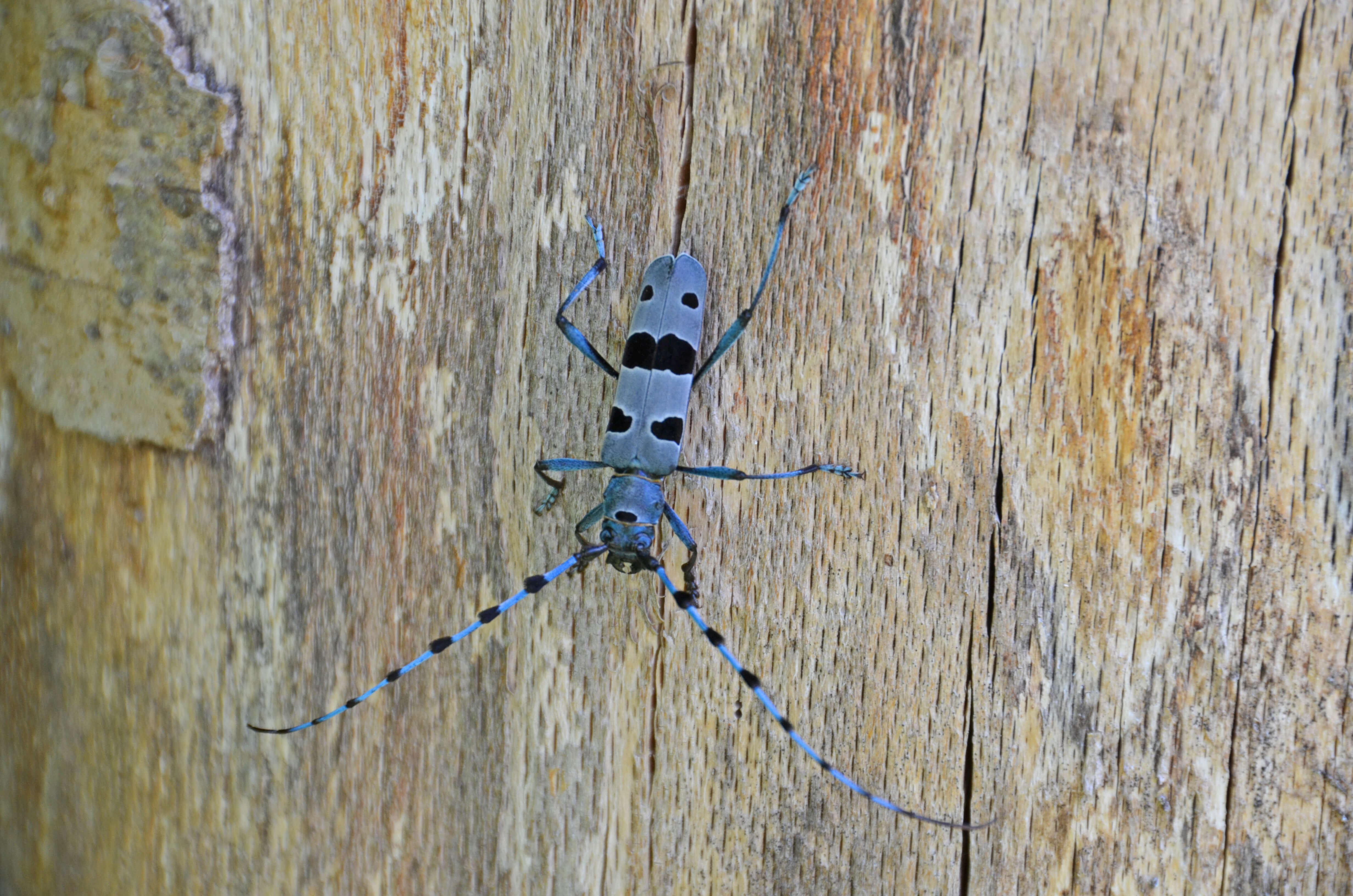 Blauer Käfer Rosalia Alpina