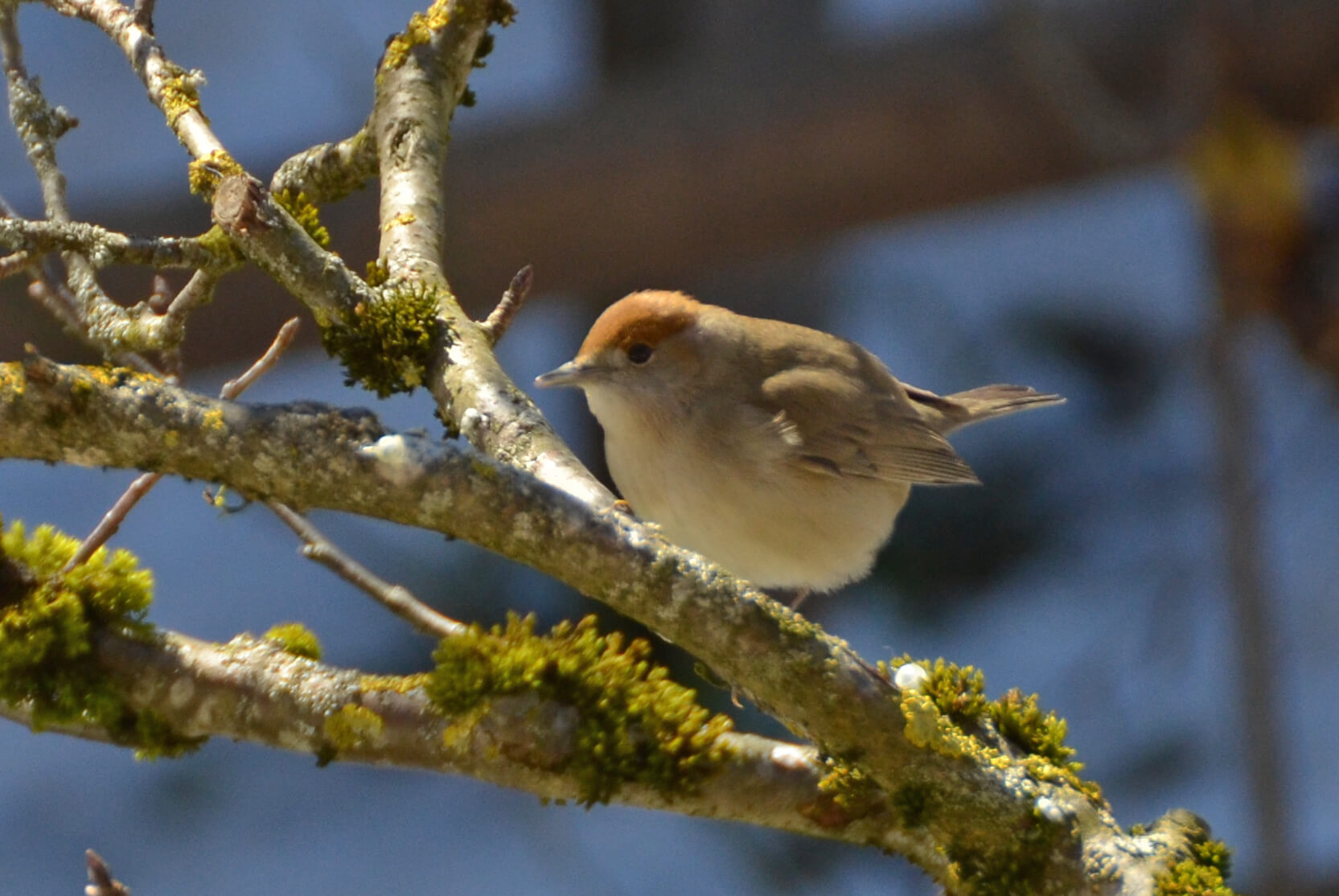 Foto Eine Mönchsgrasmücke (Vogel) sitzt auf einem Apfelbaum - zum Foto