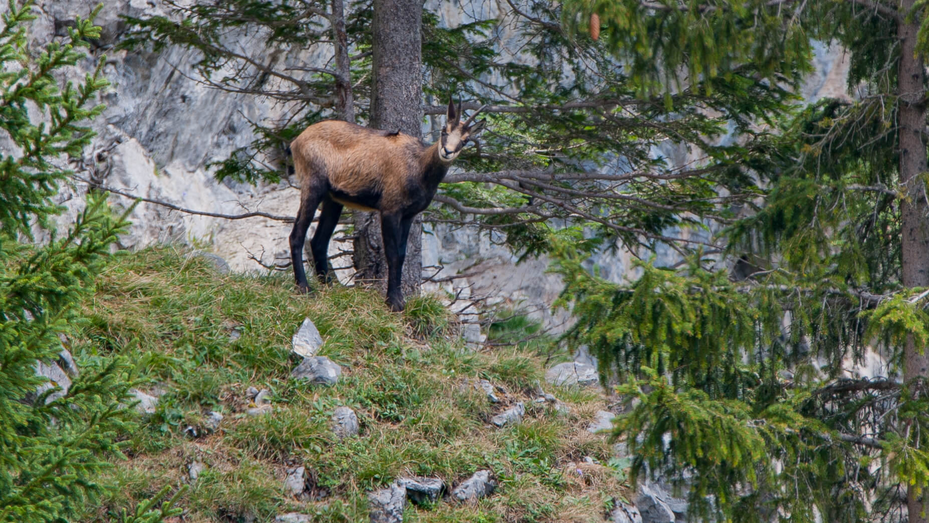 Foto Gämse neben einer Tanne - zum Foto