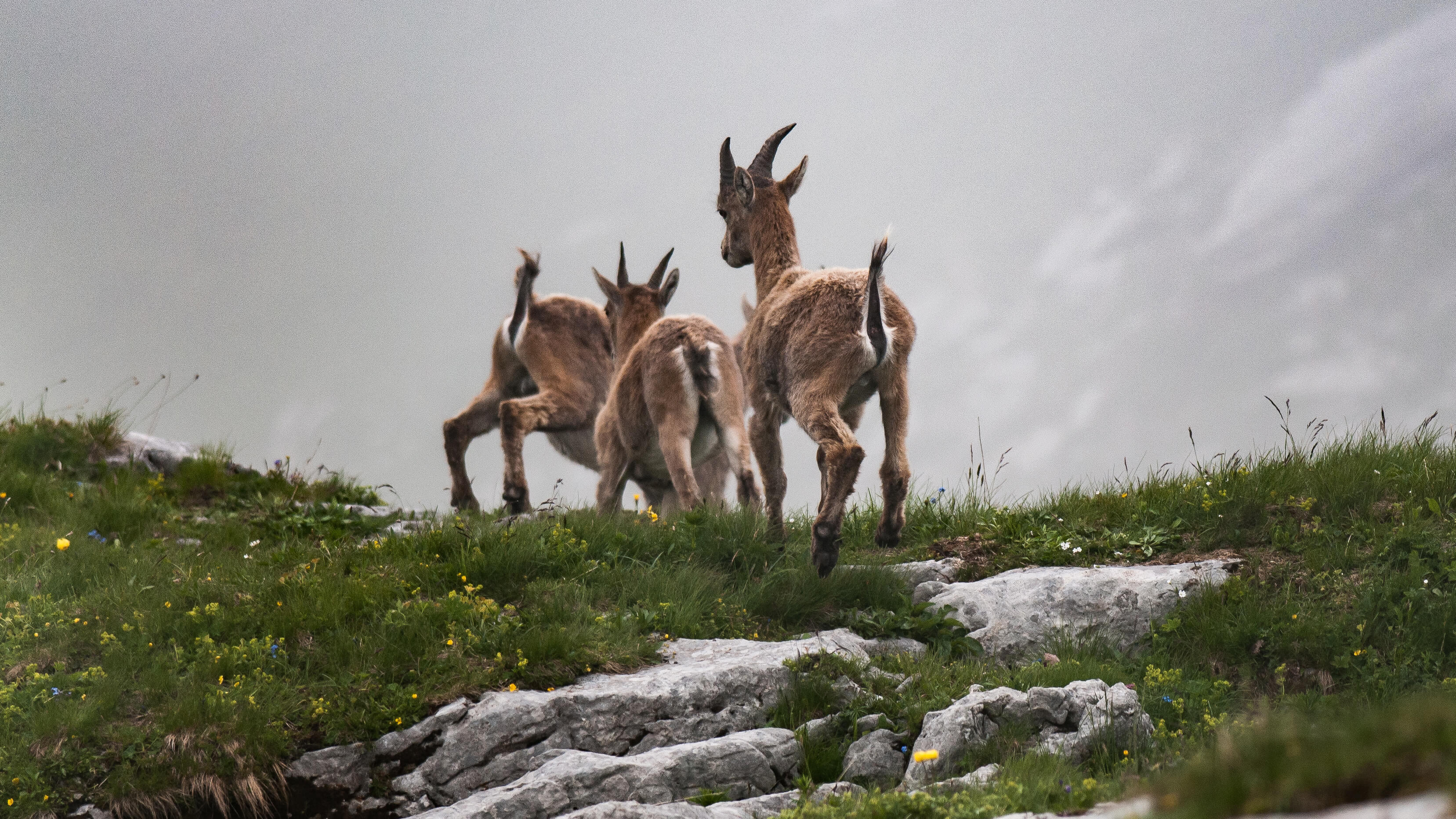 Foto Steingeissen auf der Flucht - zum Foto