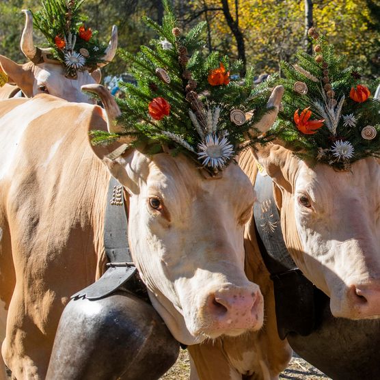 Foto Kühe mit Blumenschmuck und Treicheln - zum Foto