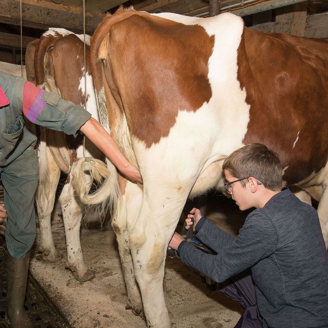 Foto Mann beim Melken einer Kuh - zum Foto