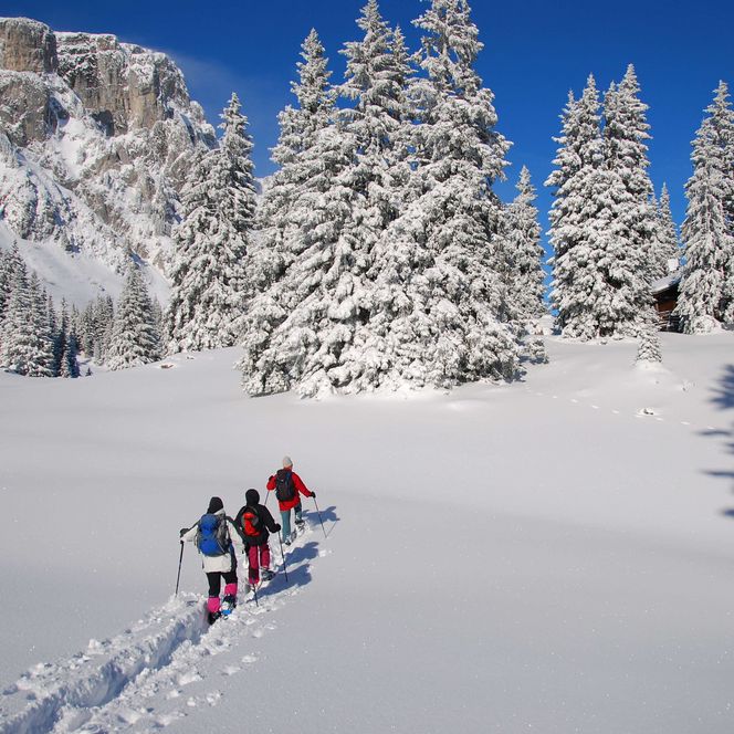 Foto Skitourengruppe unterwegs zwischen tiefverschneiten Tannen - zum Foto