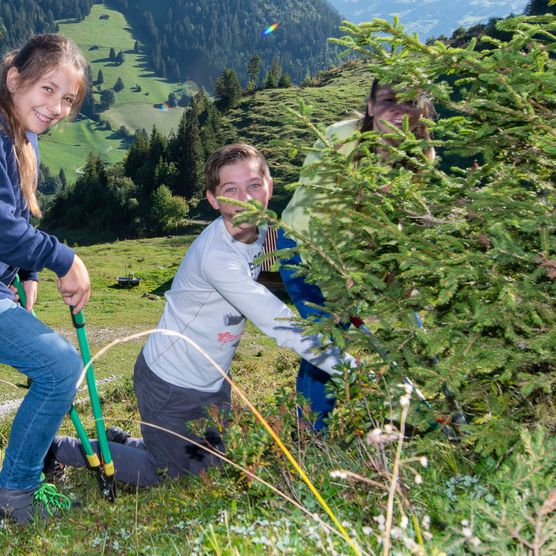 Foto Schüler schneiden eine junge Fichte ab - zum Foto