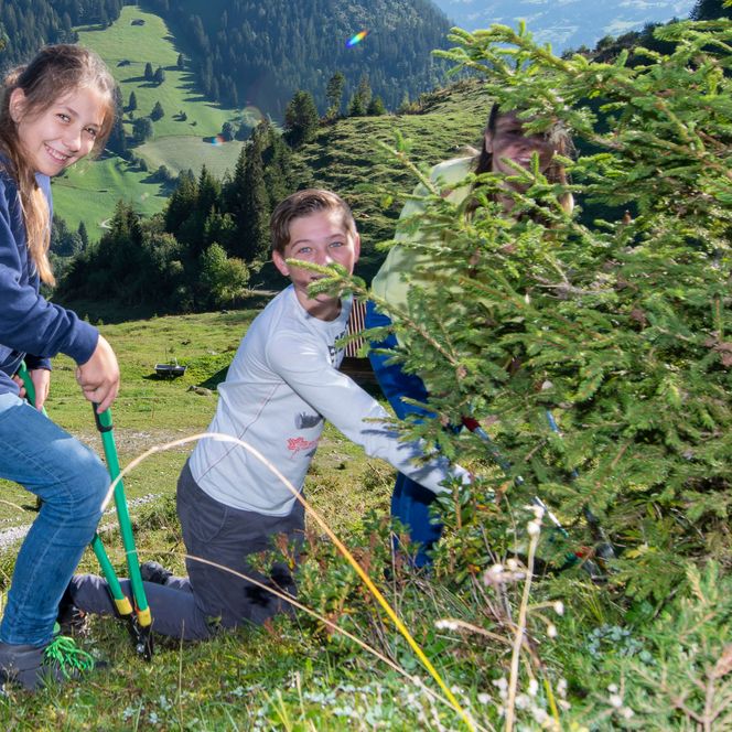 Foto Schüler schneiden eine junge Fichte ab - zum Foto