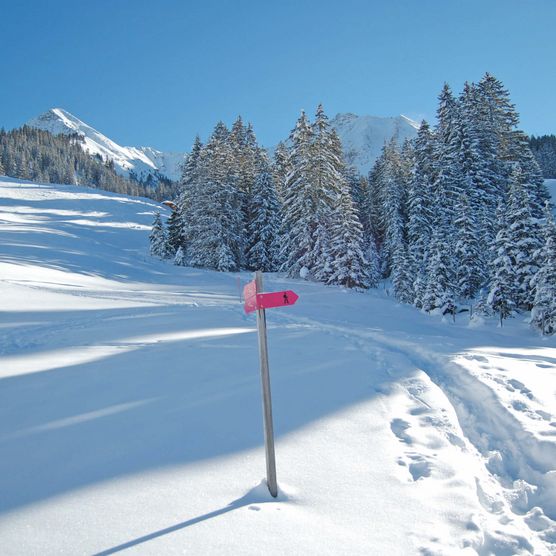 Picture Snowshoe trail with pink signposts - to the picture