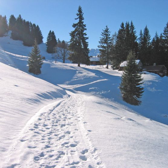 Foto Winterwanderweg durch verschneite Alplandschaft - zum Foto