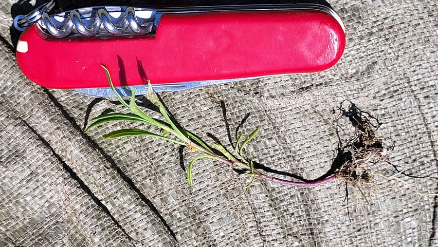 Eine Jungpflanze des Südafrikanischen Kreuzkrauts hat etwa die Länge eines Taschenmessers