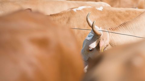 Die Kühe stehen in Reihen angebunden