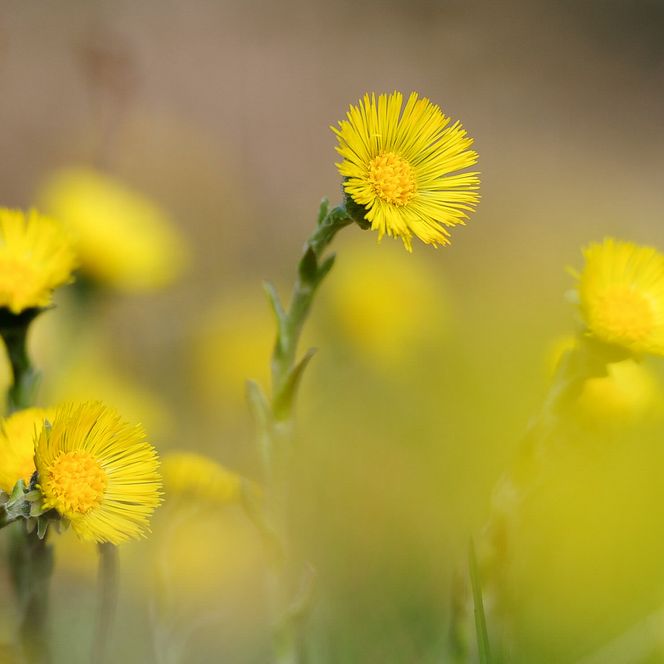 Foto gelbe Blumen (Zytröseli) - zum Foto