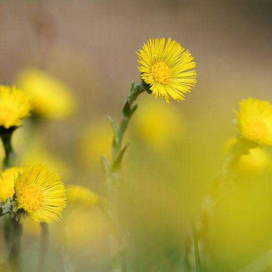 Foto gelbe Blumen (Zytröseli) - zum Foto
