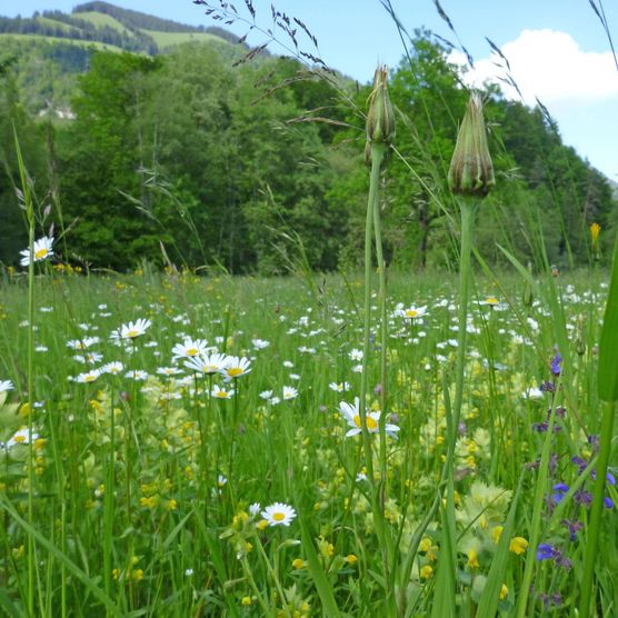 Foto Wiese mit vielerlei Blumen - zum Foto