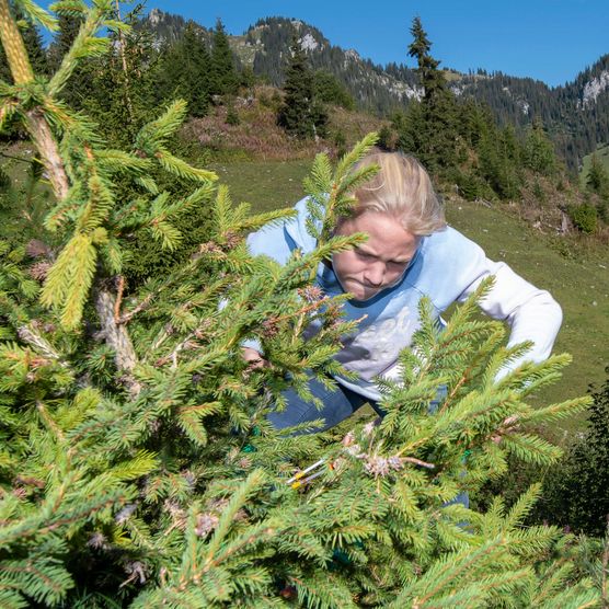 Foto Schülerin müht sich mit der Rebschere ab - zum Foto